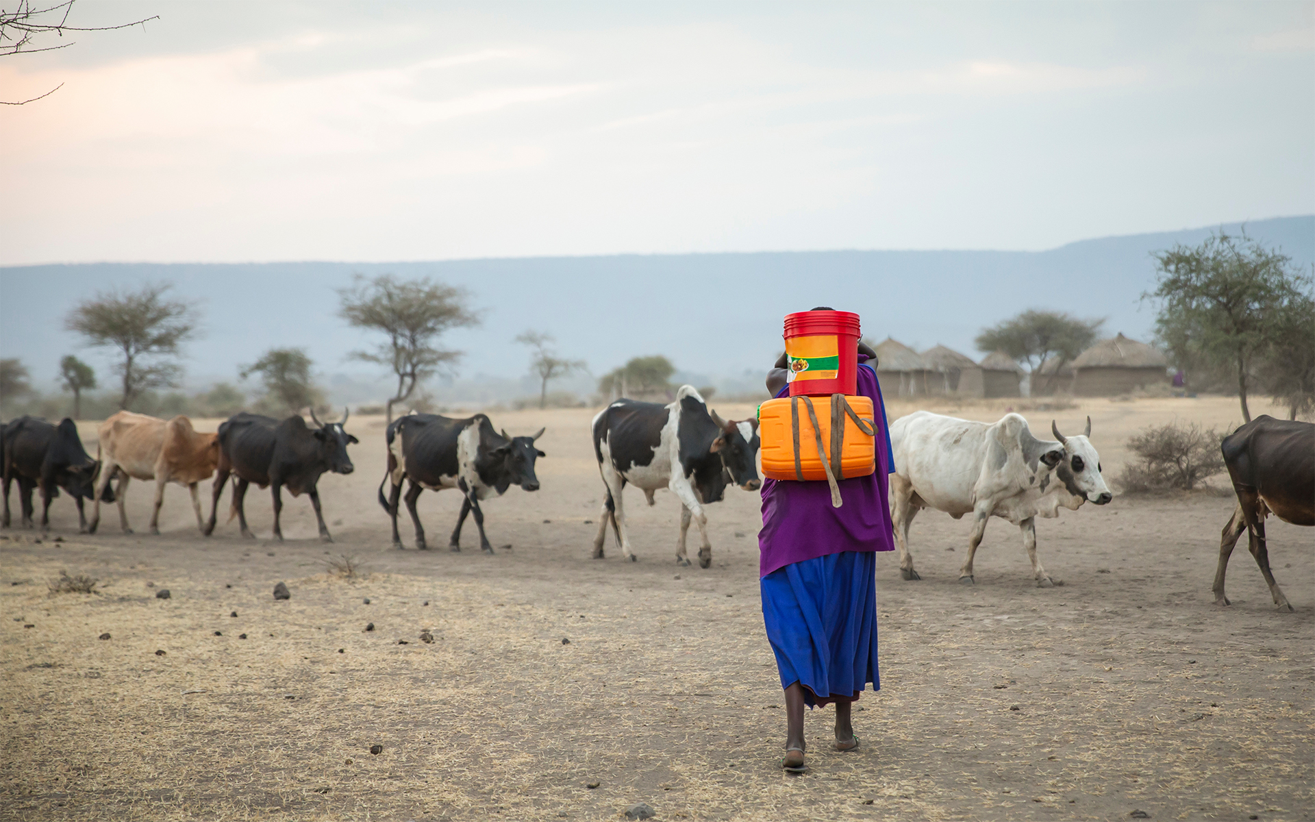 Maasai Mara tribe village Kenya cattle farming livestock