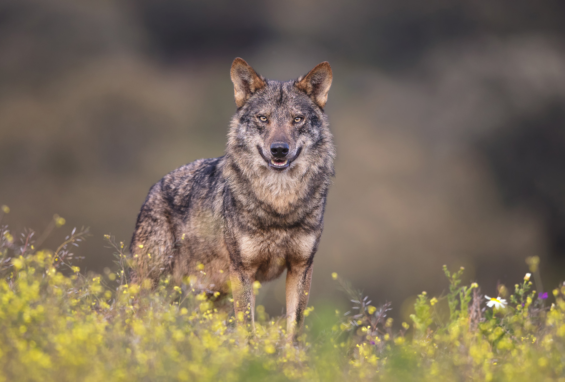 Iberian wolf, Portugal