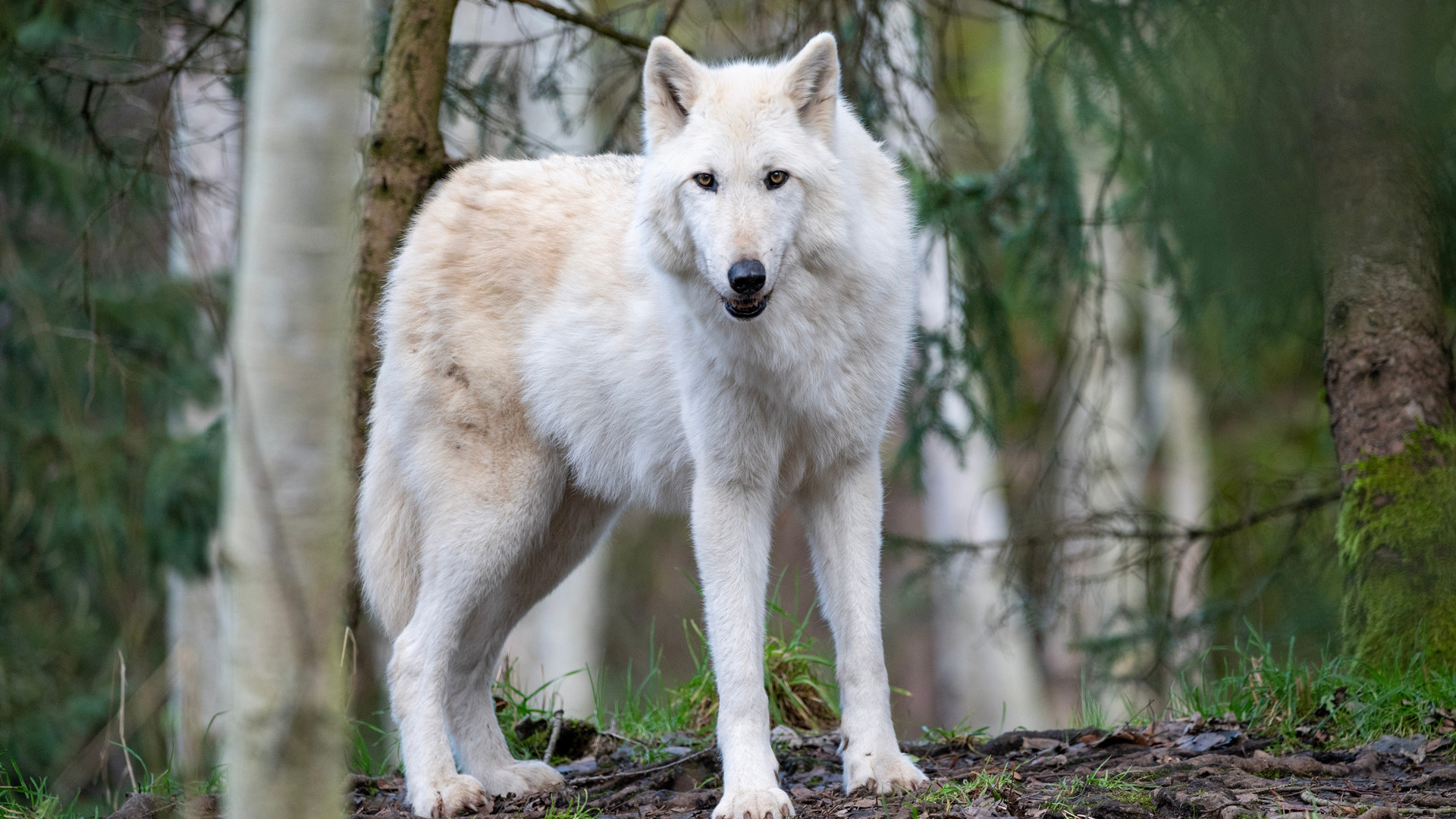 gray wolf, grey wolf, gray wolves, grey wolves