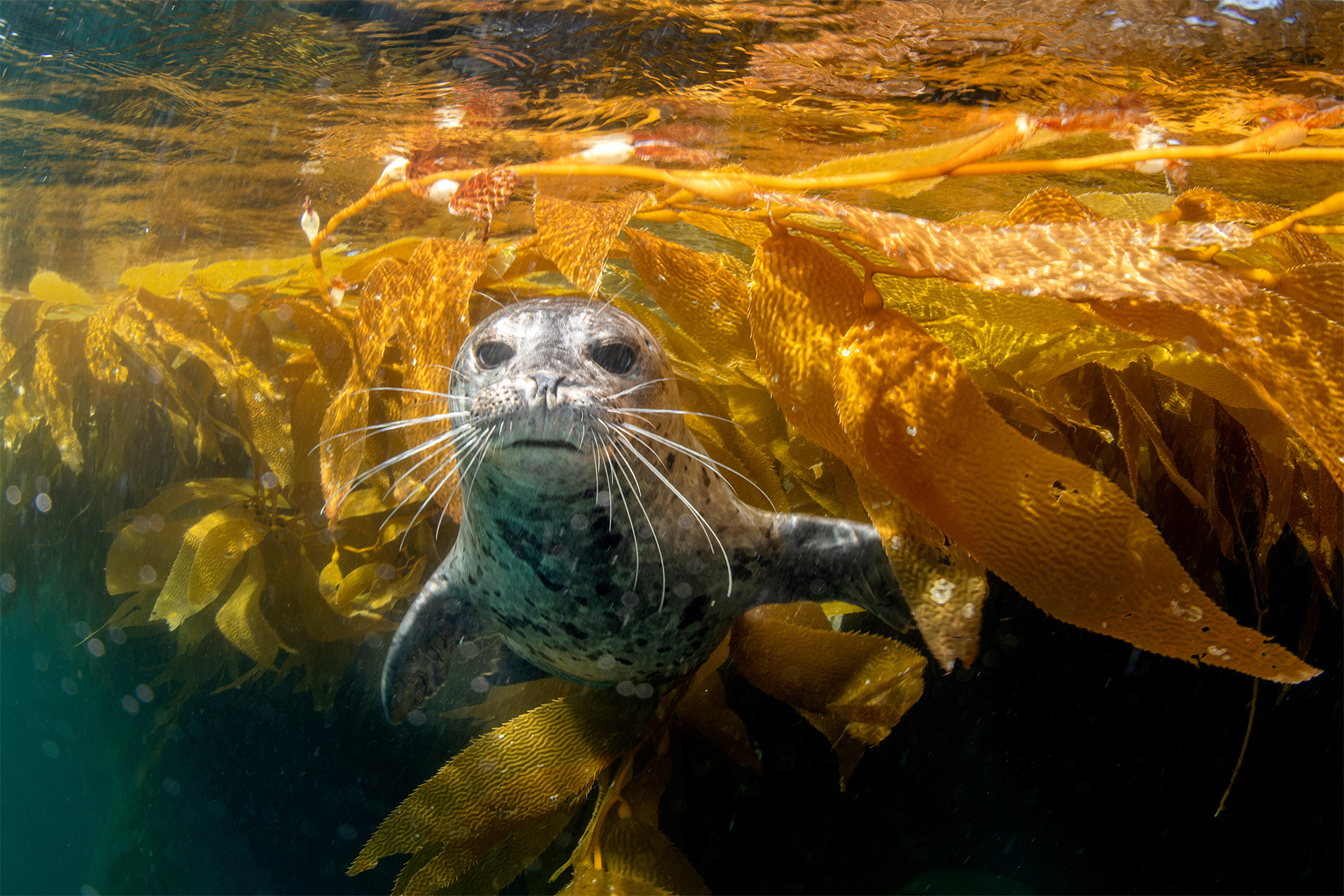 An adorable harbor seal in Southern California's Channel Islands swims out of the kelp and briefly stares into my camera for a picture.