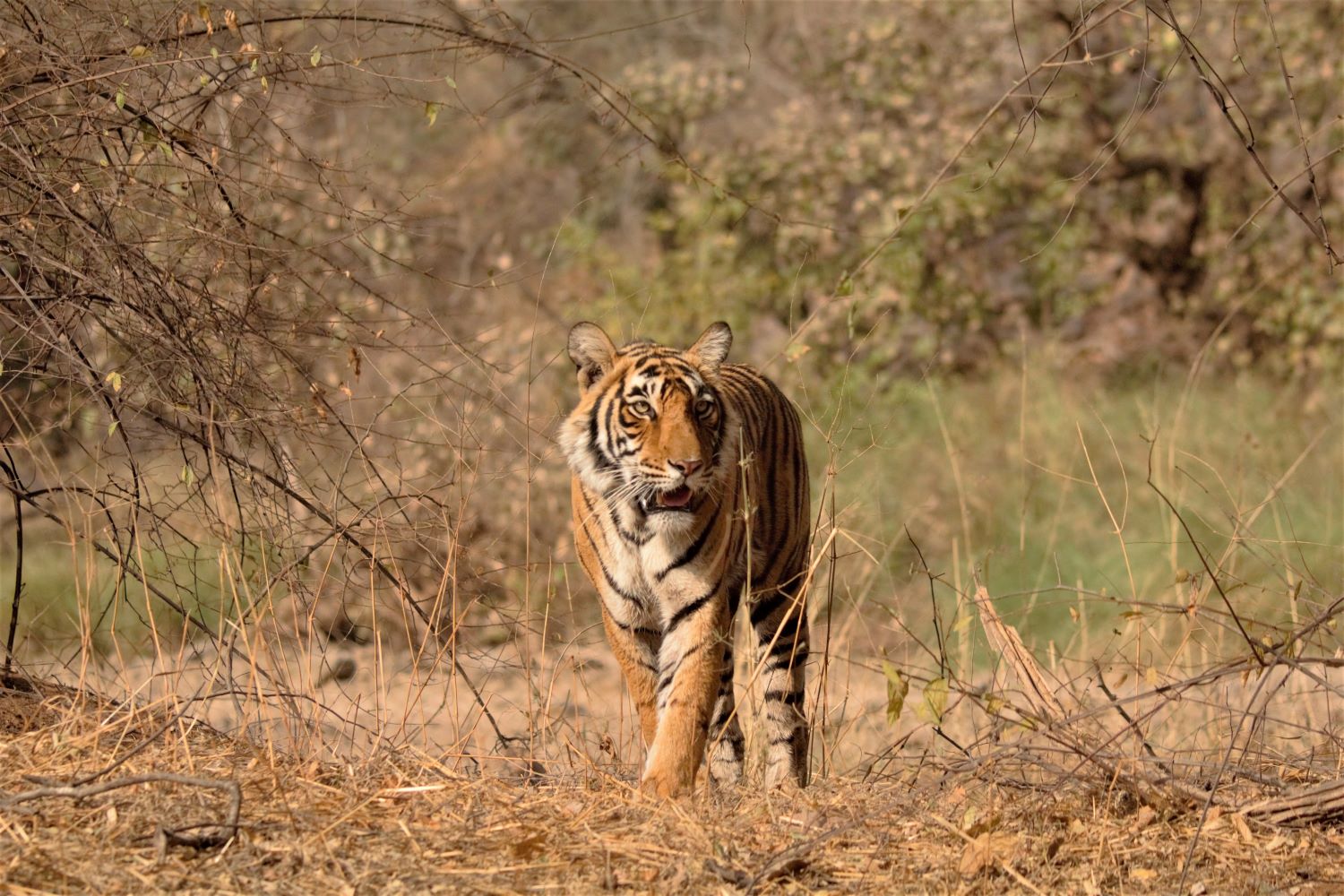tiger walking