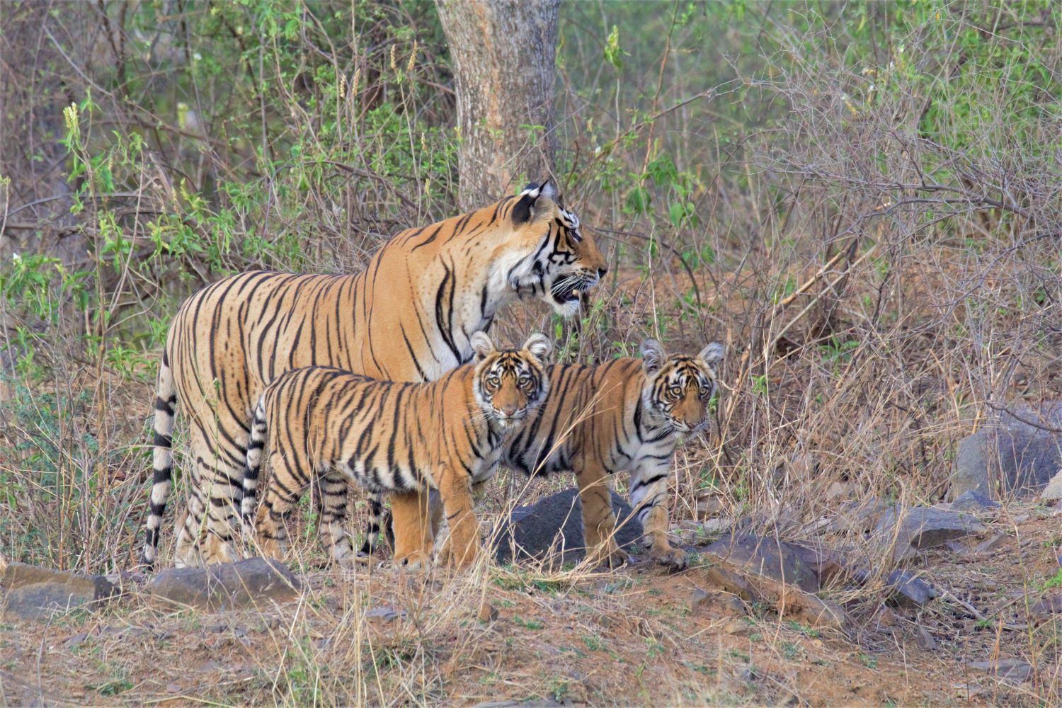 tiger and cubs