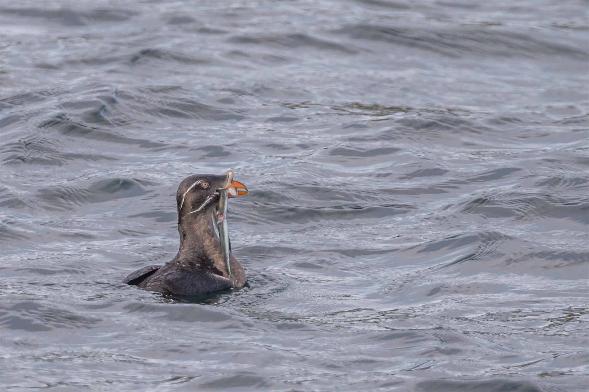 Rhinocerous Auklet with Sand Lance