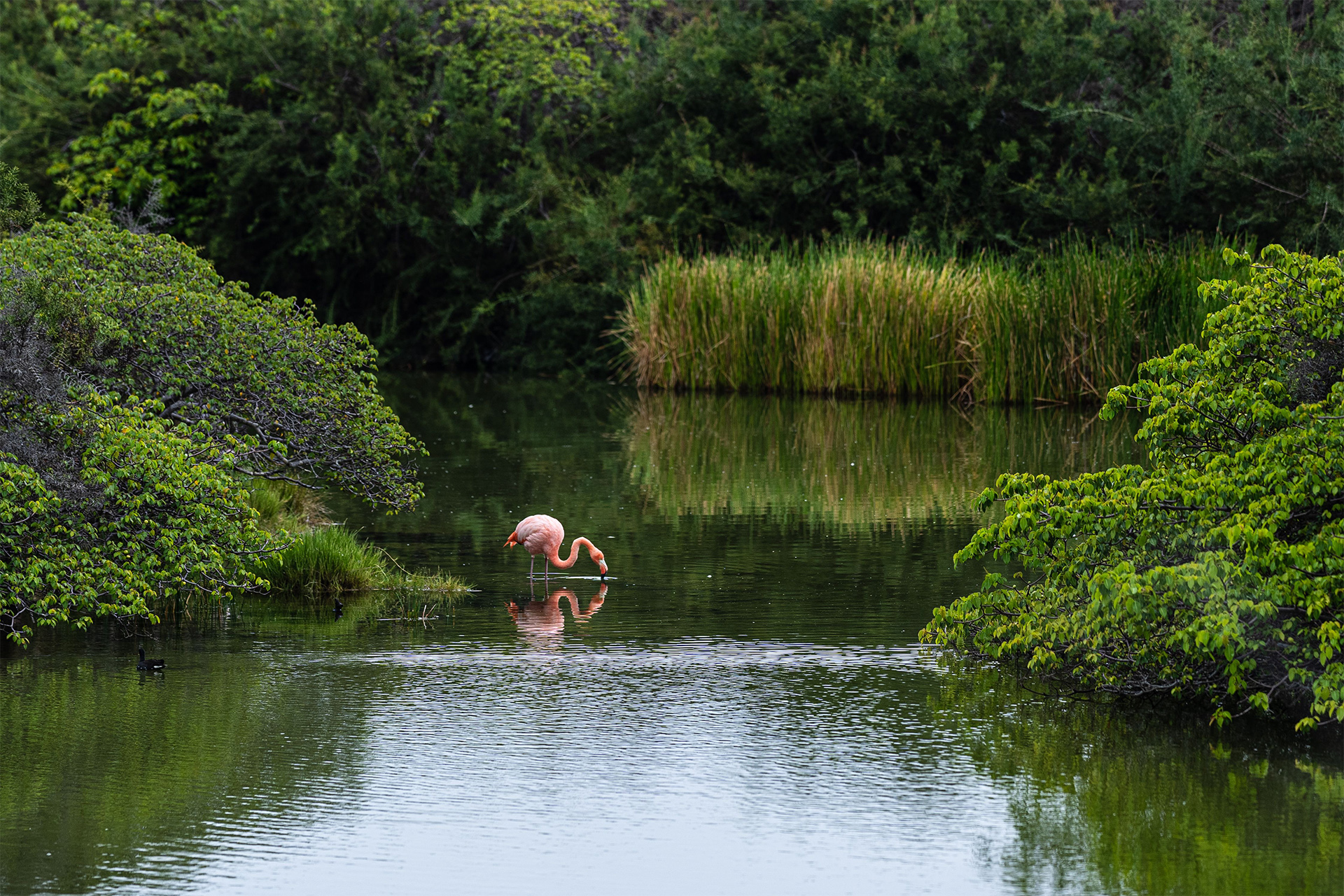 flamingos Rewilding Galápagos Islands green saltwater green space mangroves marshes