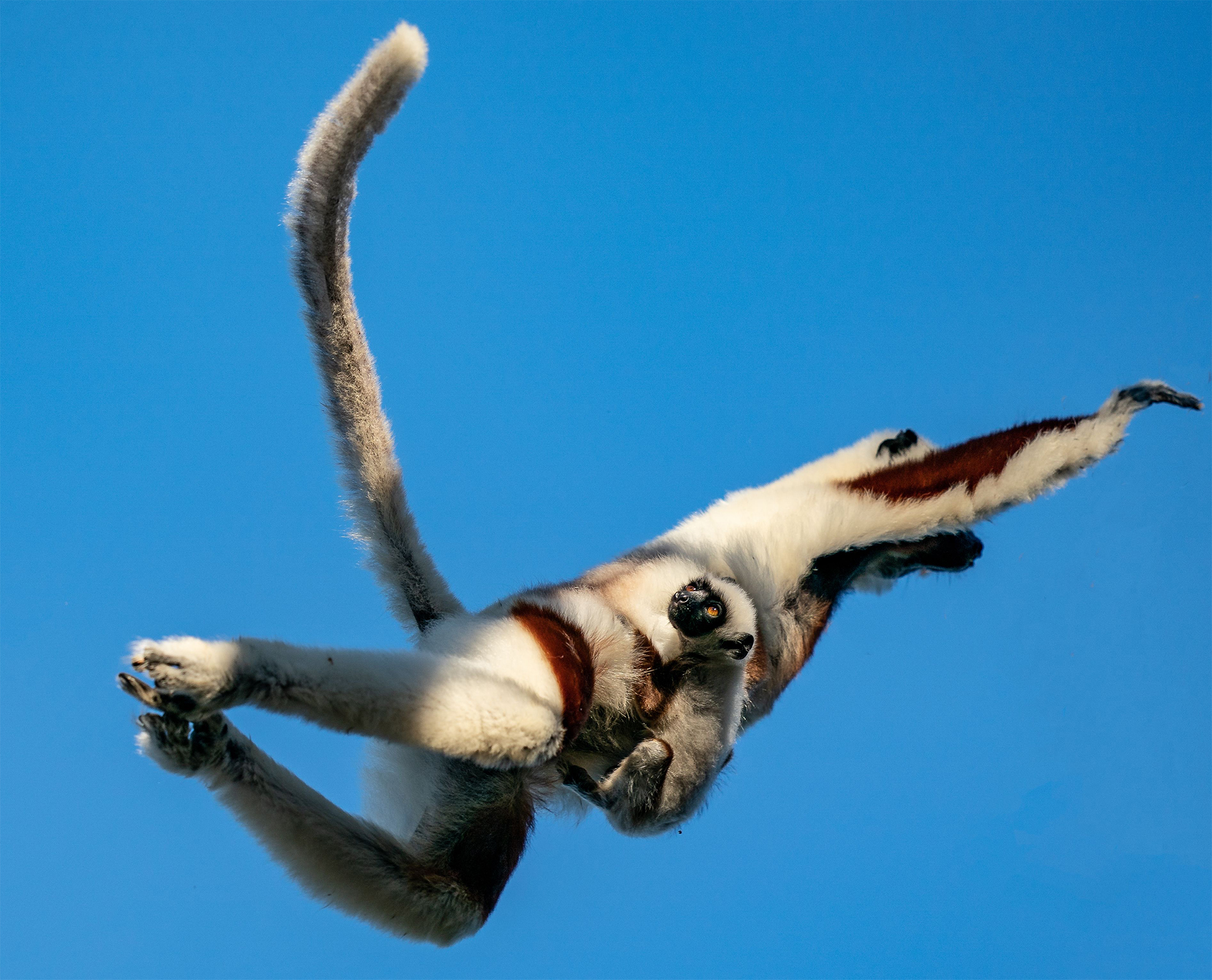 Endangered lemurs mother and baby leap across the rain forest canopy in Madagascar