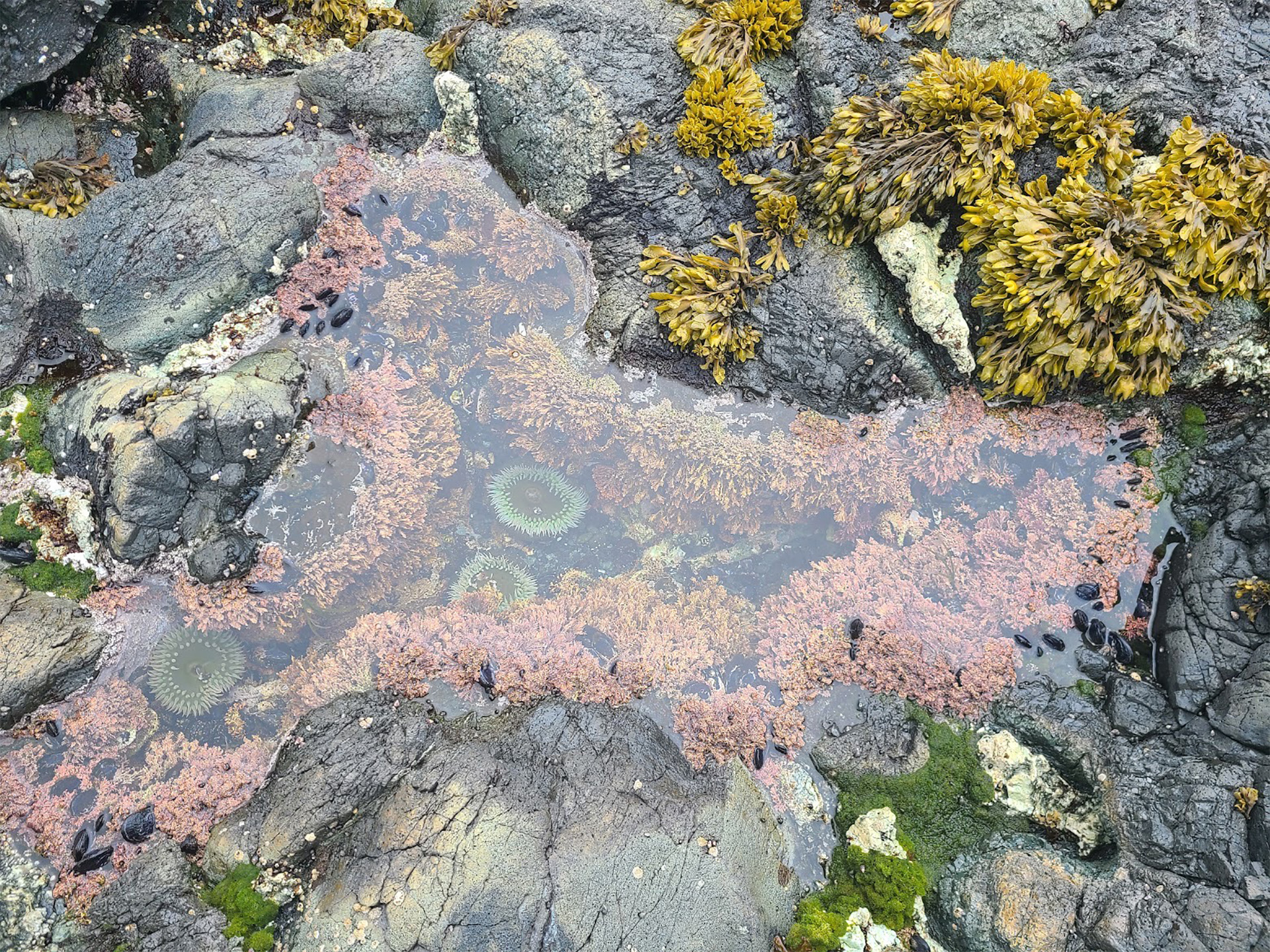 Colorful intertidal zone in Canada