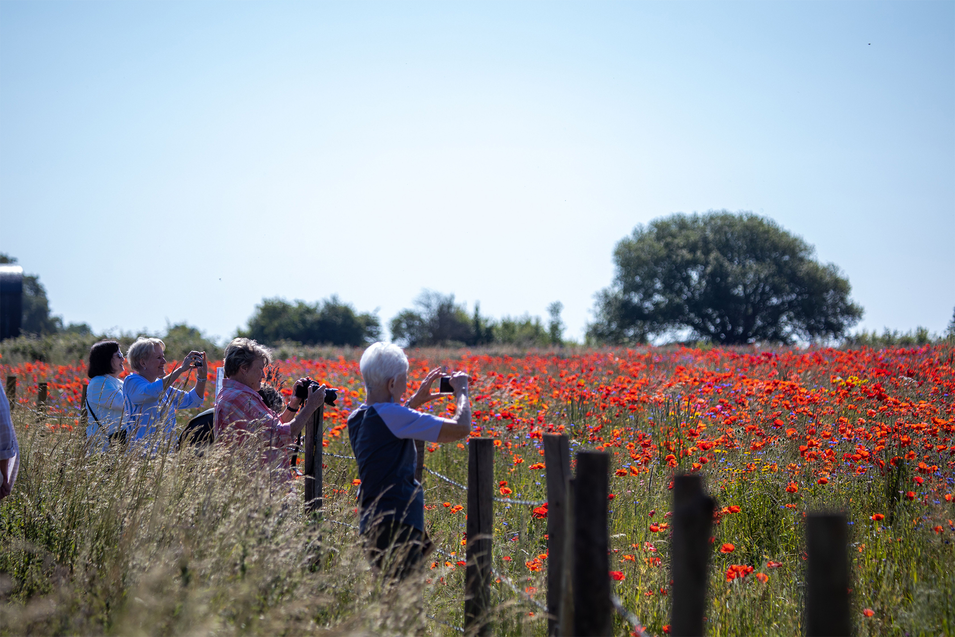 Nat Hab travelers photograph vibrant wildflower fields In Cotswolds countryside UK