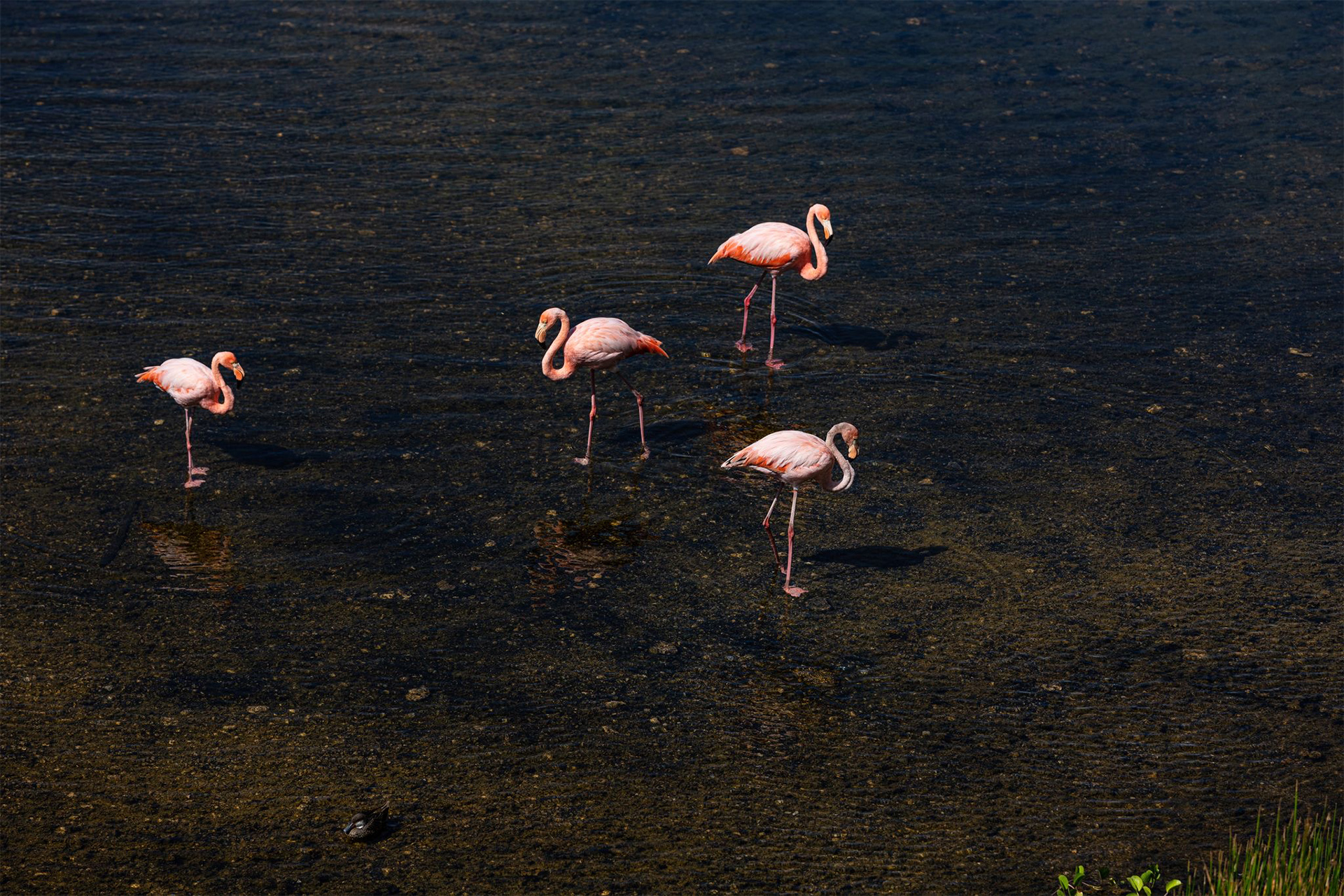 Flamingos pink rewilding movement endangered species Galápagos Islands