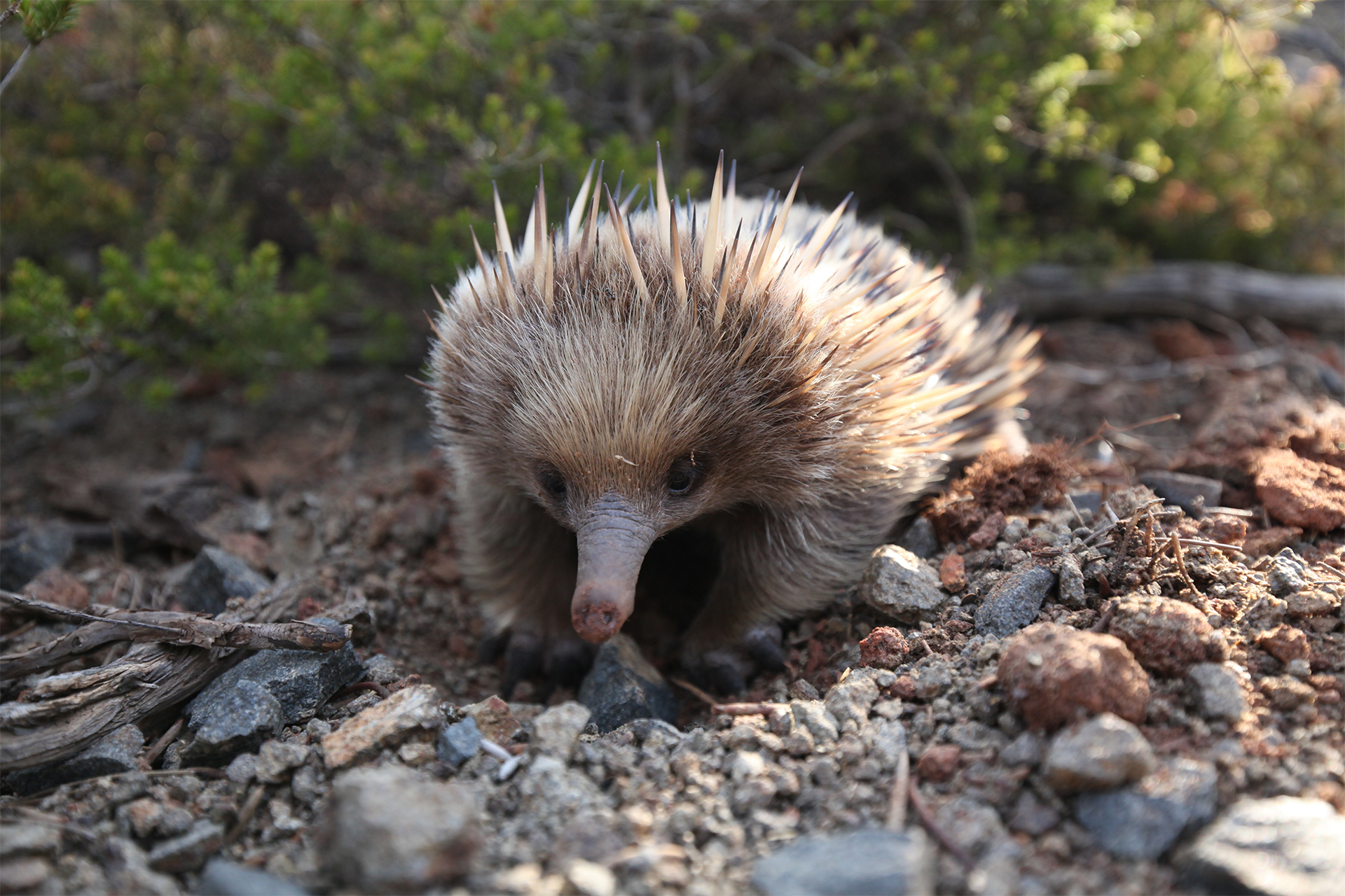 cute Echidna anteaters Tasmania Australia