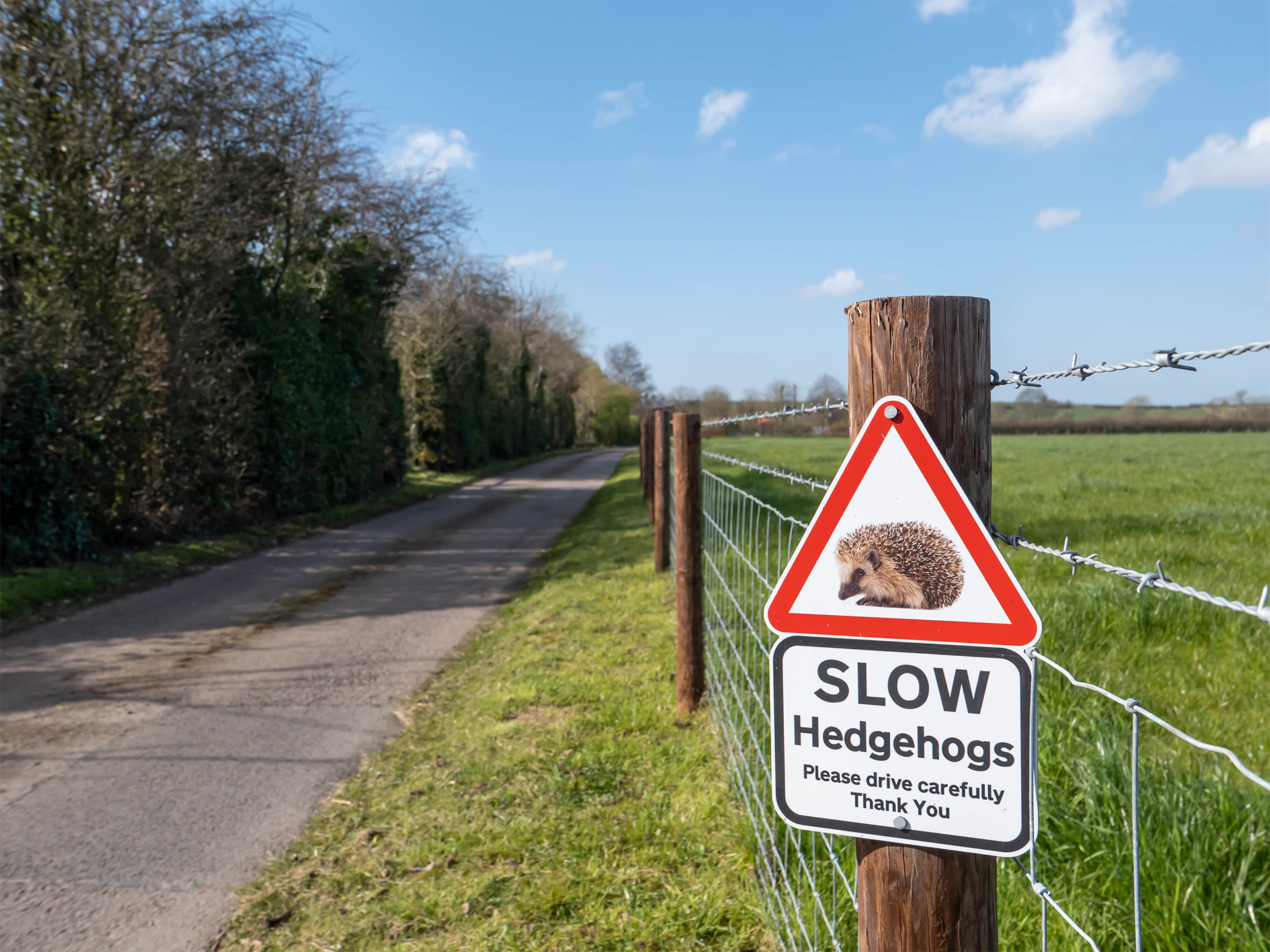 Watching out for our cute small spiky friends. Focus on sign so stands out from background with is blurred. Hedgehog caution sign 