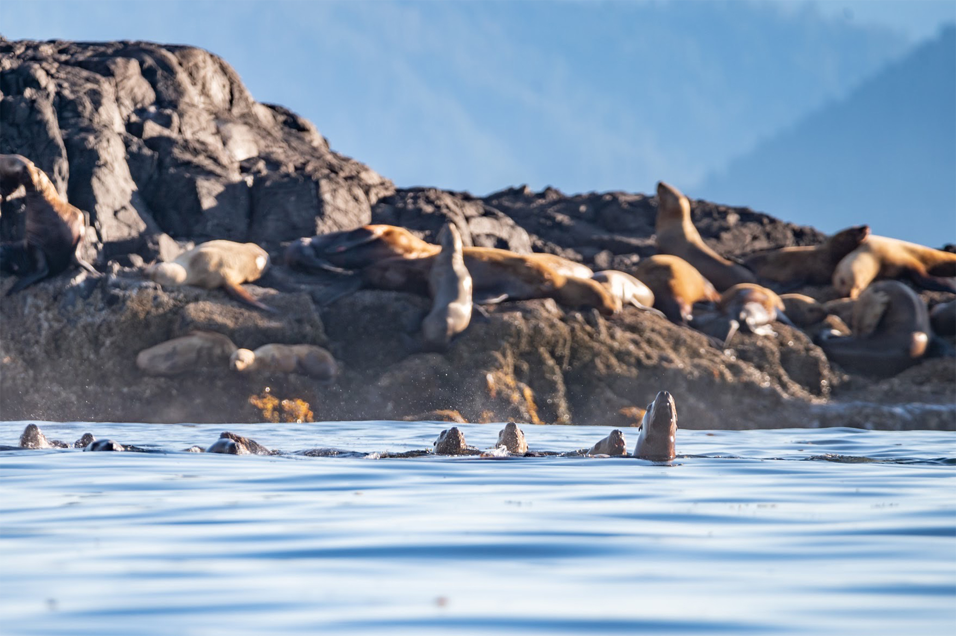Sea lions swimming and lounging in the sun on a rocky outcrop in Canada