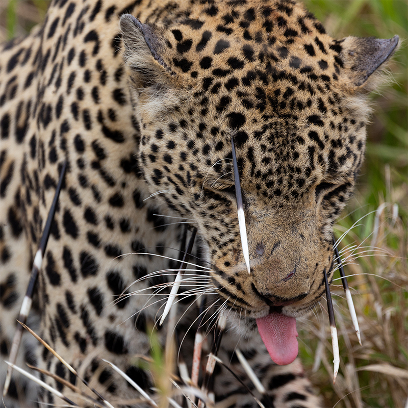 Leopard hunts an African porcupine