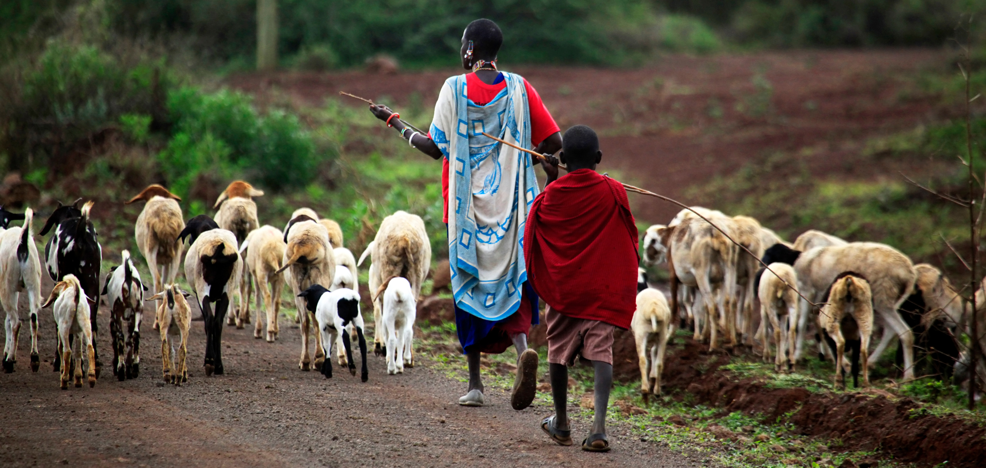 Higher densities of people and livestock were factors that contributed to higher ecological fragility for lions.