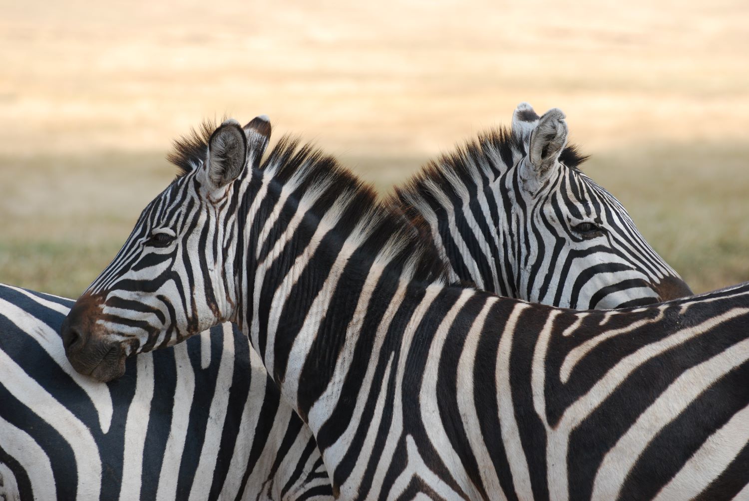 zebras