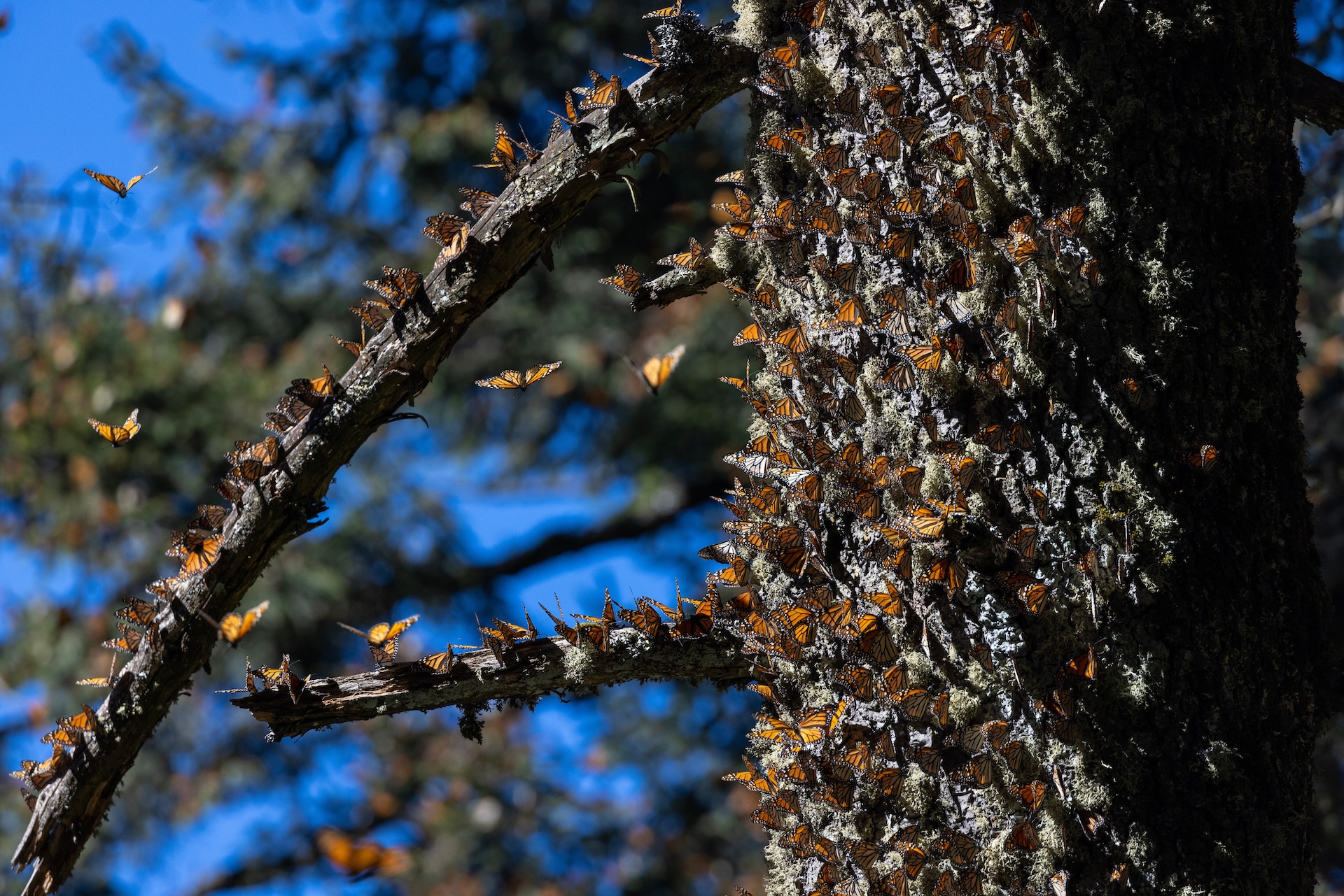 Monarch butterflies on oyamel fir tree by Court Whelan