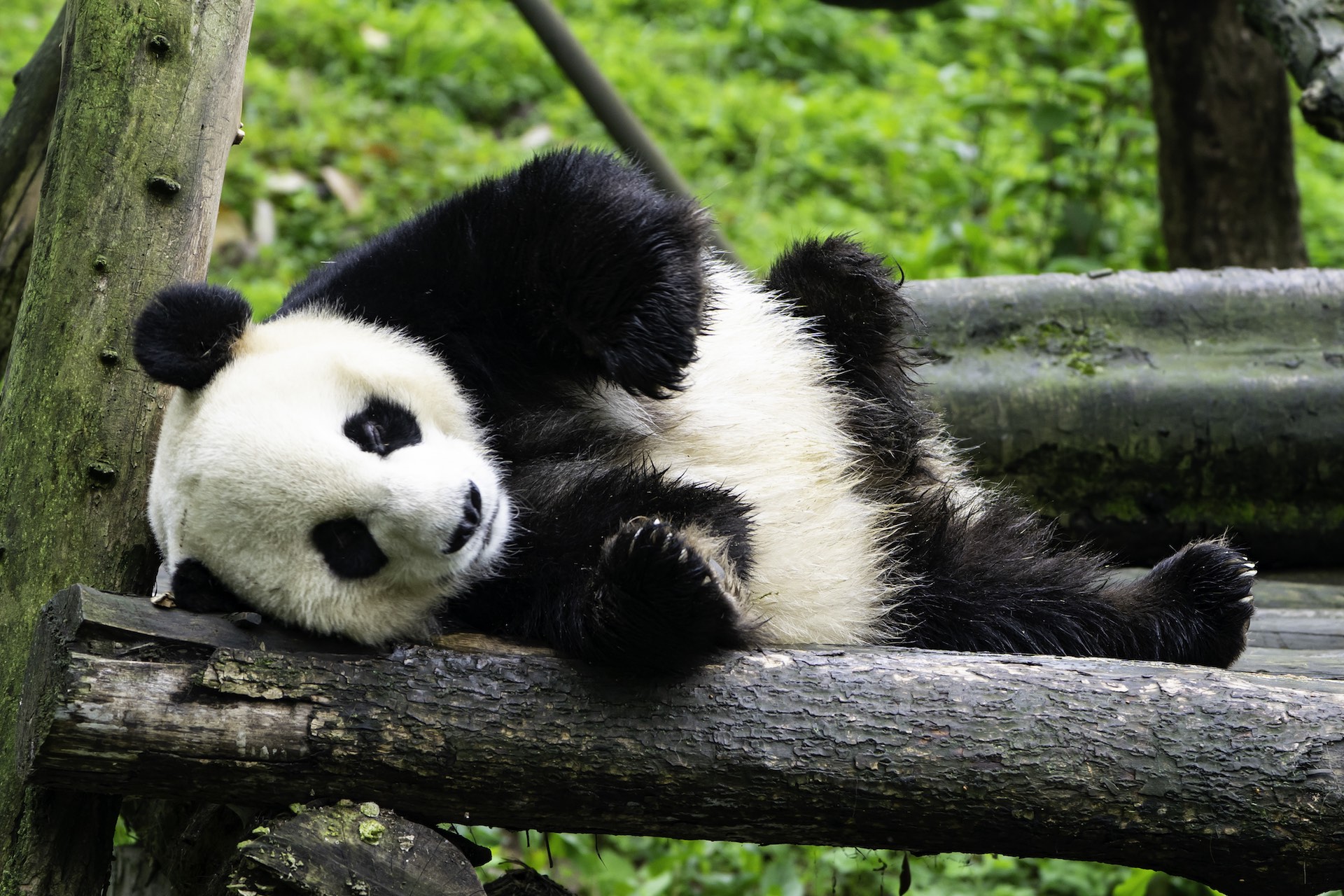 A giant panda in China rolling on tree trunks.
