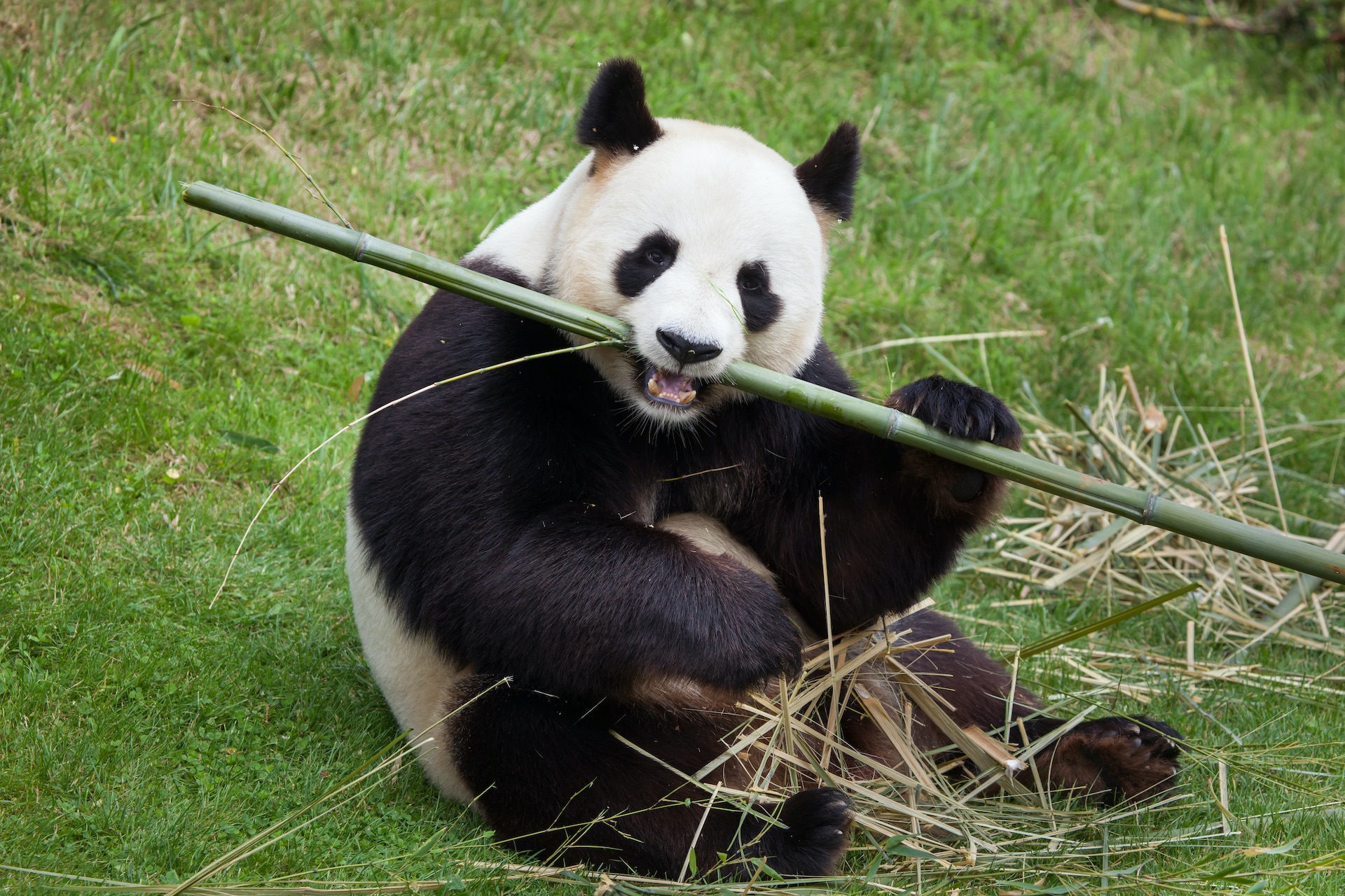 Giant panda (Ailuropoda melanoleuca) eating bamboo.