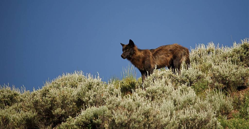 Wolves can be found in Yellowstone National Park.