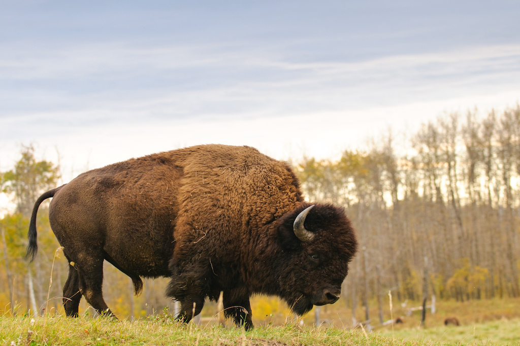 A bison roams in Yellowstone National Park.