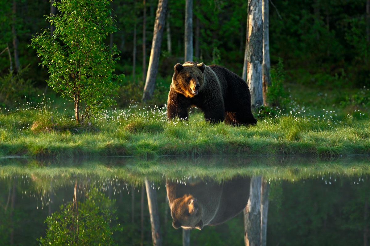 Brown bear in Yellowstone. 