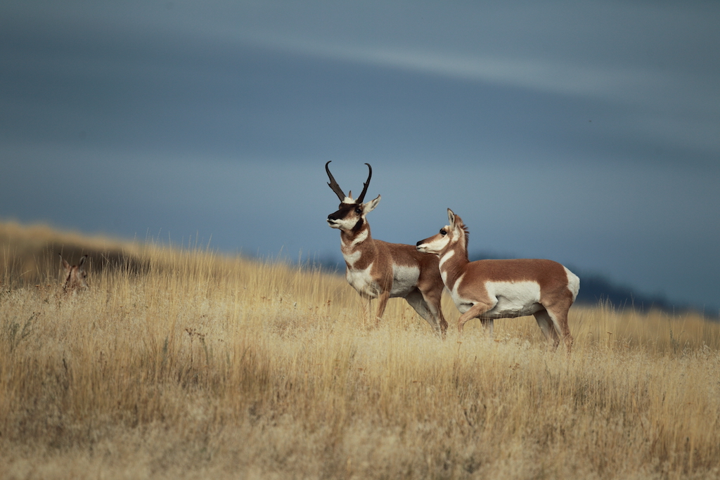 Pronghorn in Yellowstone National Park.