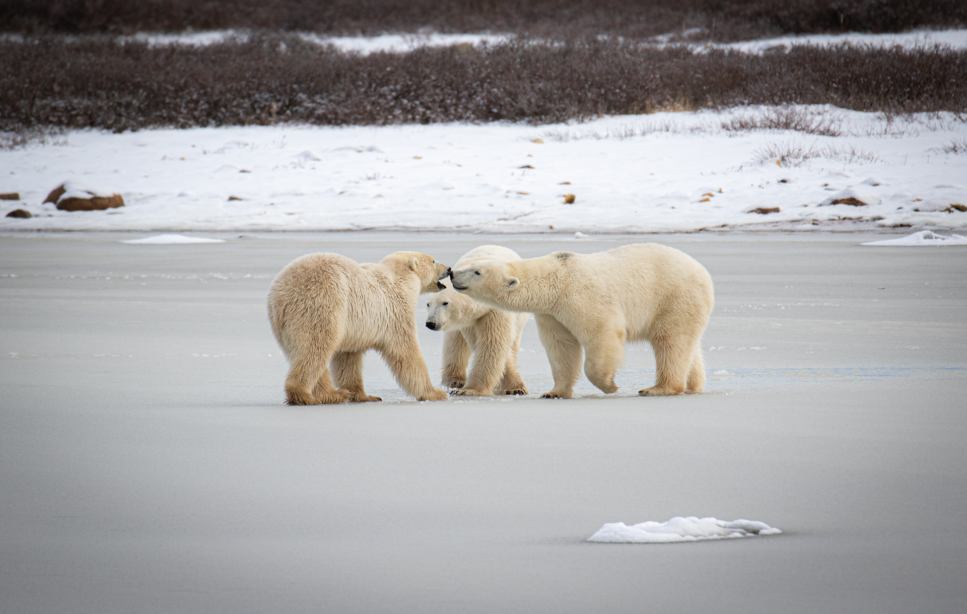 three polar bears churchill manitoba canada