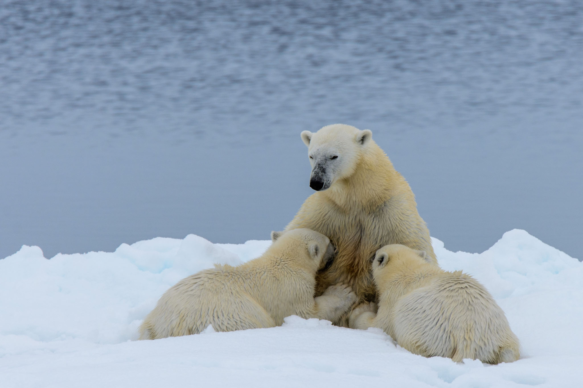 polar bear mom nursing cubs