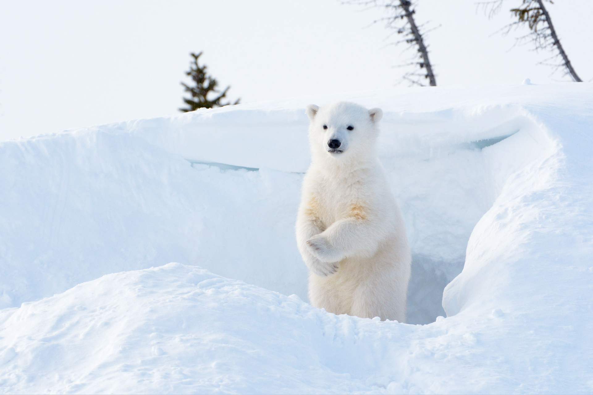 polar bear cub emerging from den