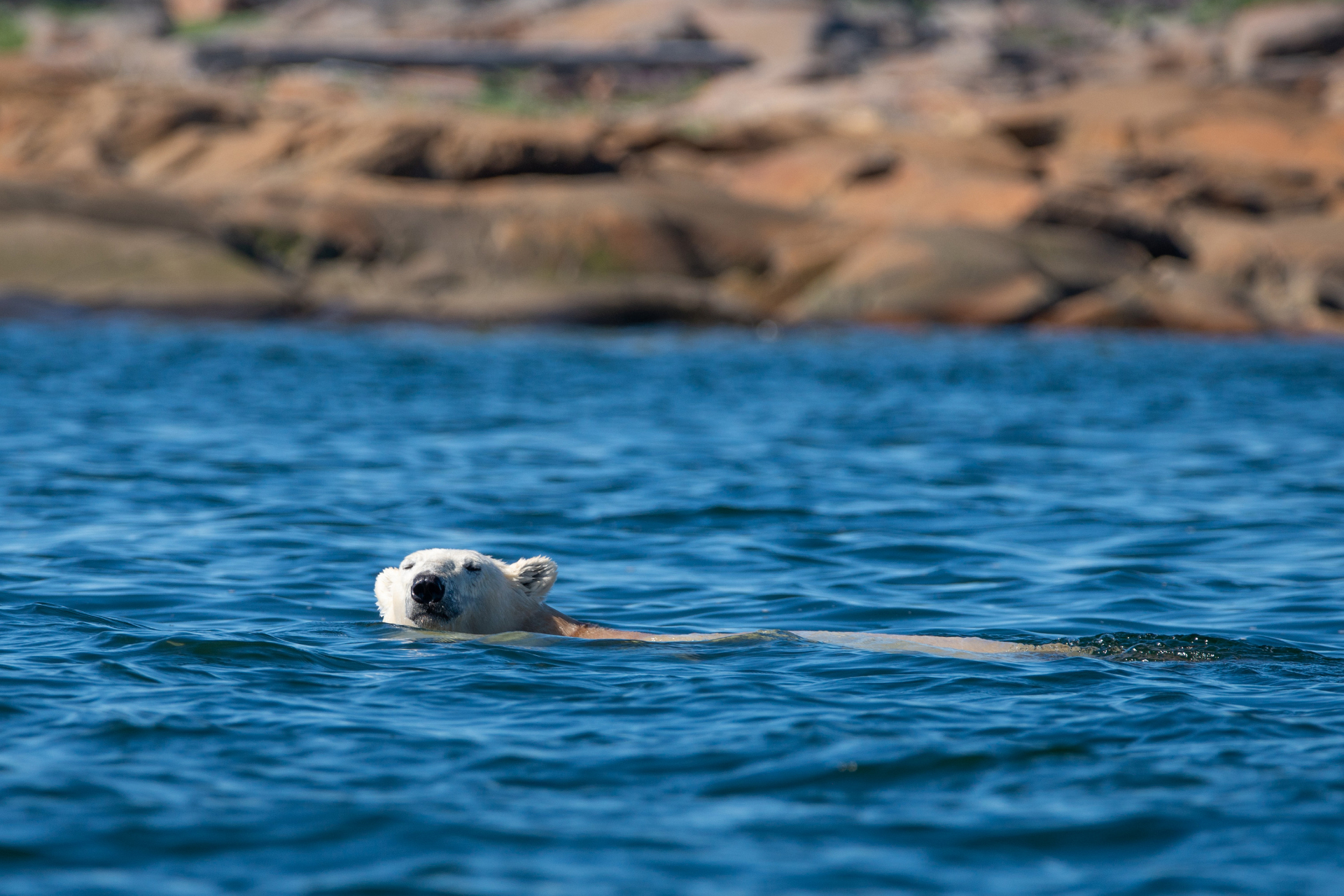 swimming polar bear summer churchill manitoba hudson bay