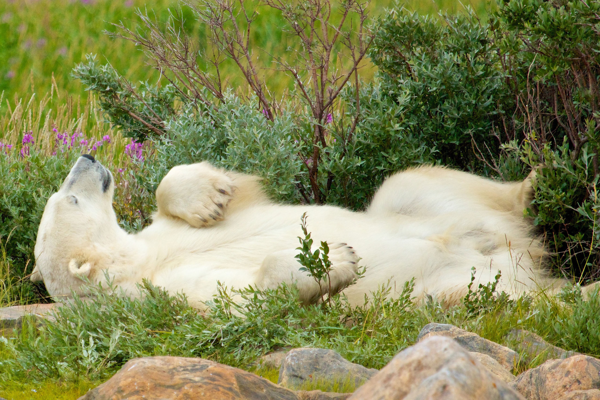 polar bear resting in grass and wildflowers in summer churchill manitoba