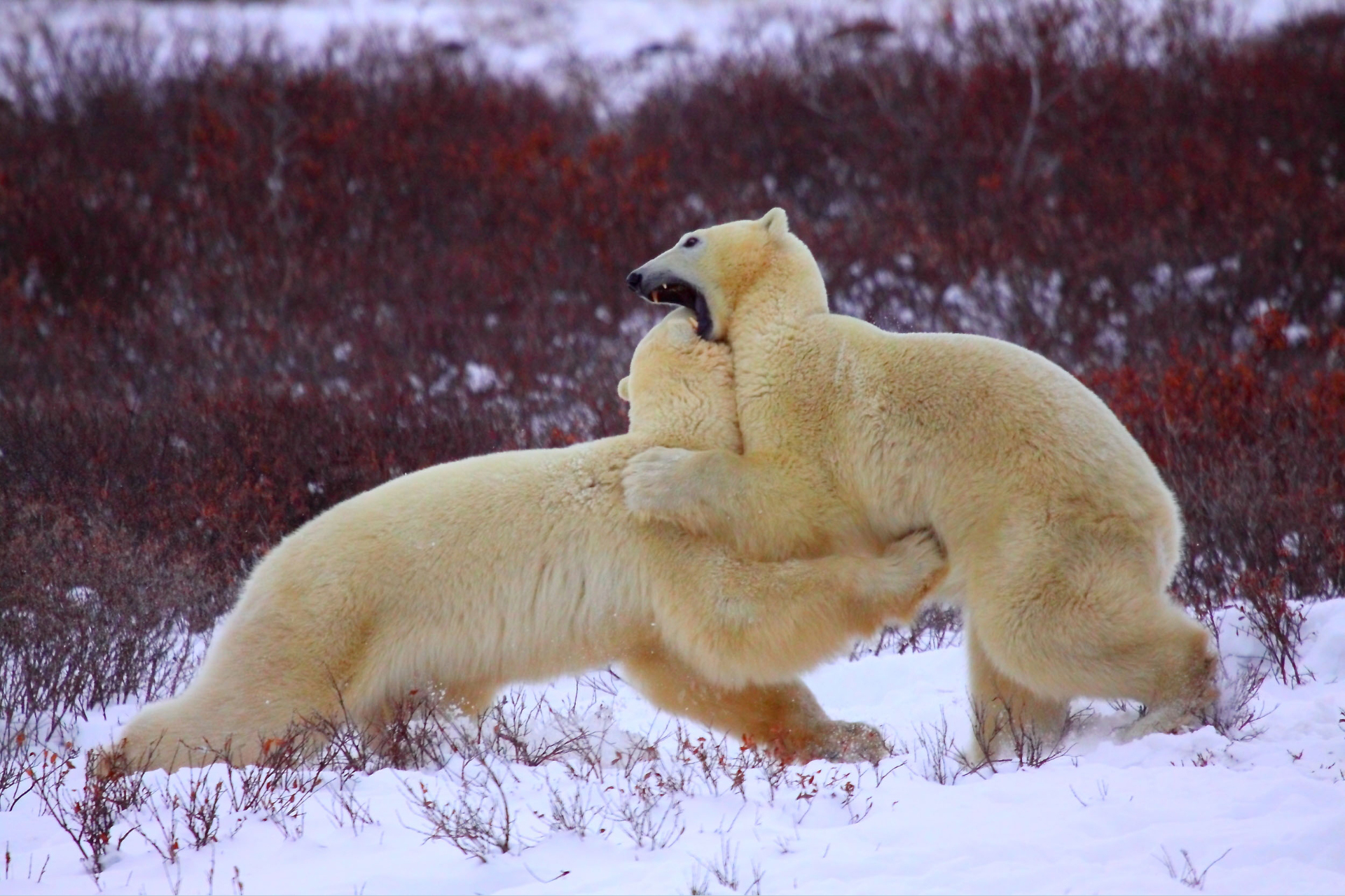 polar bears sparring fighting in autumn churchill canada