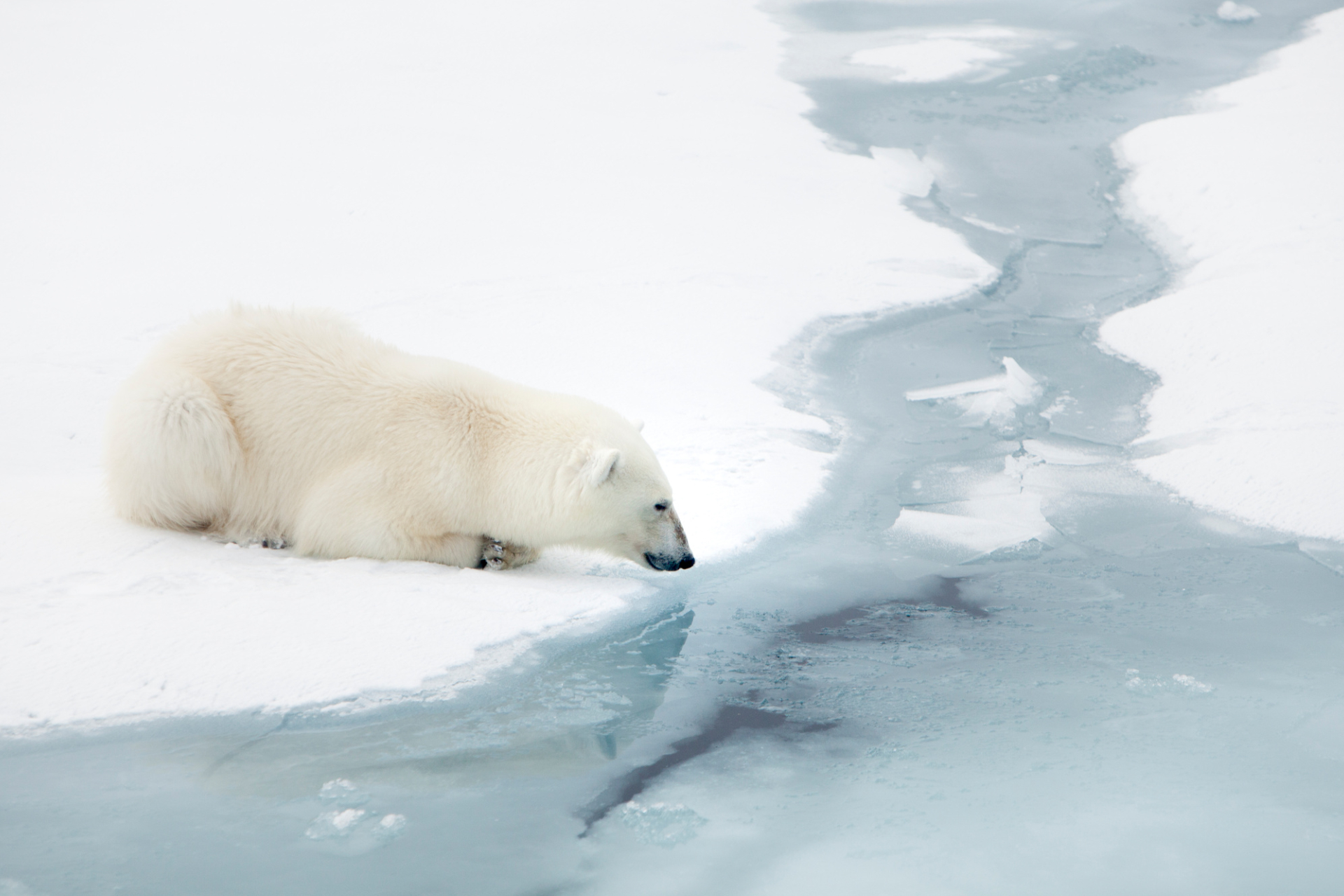 polar bear hunting seal