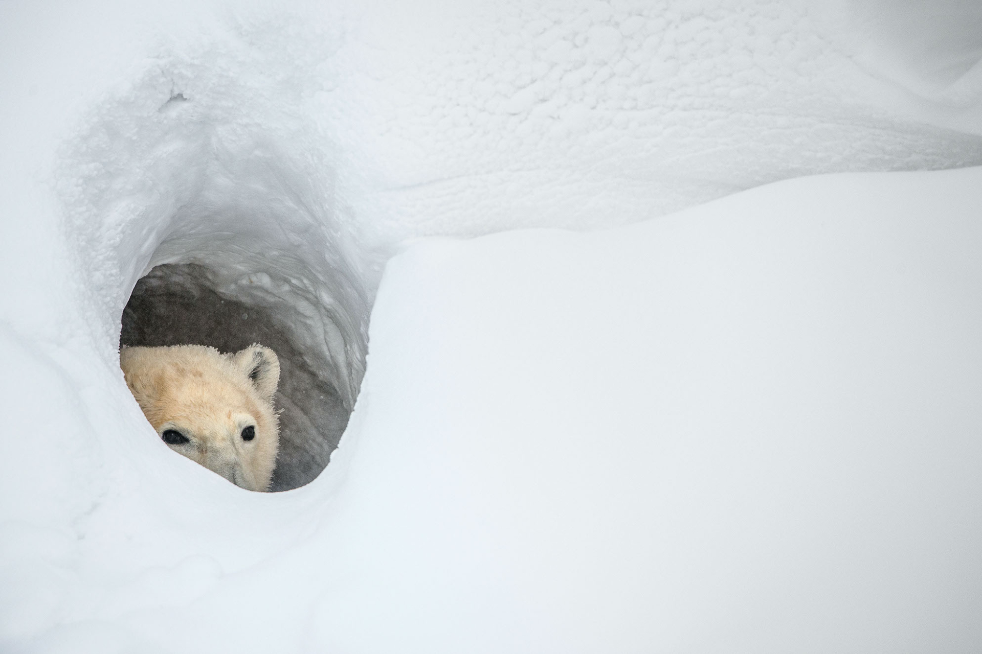 polar bear peeking out from den opening in snow