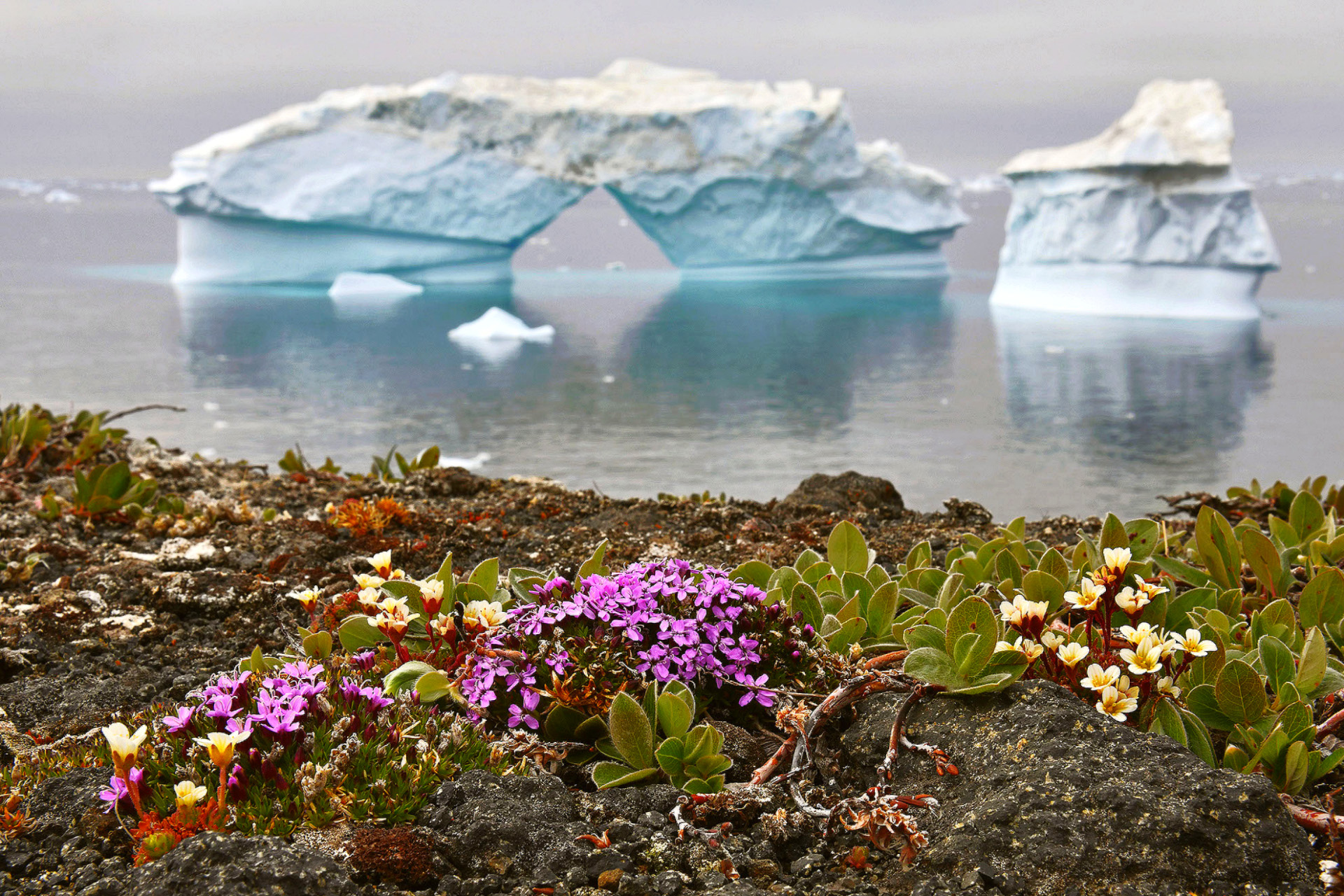 greenland arctic wildflowers glaciers icebergs summer climate change tundra 