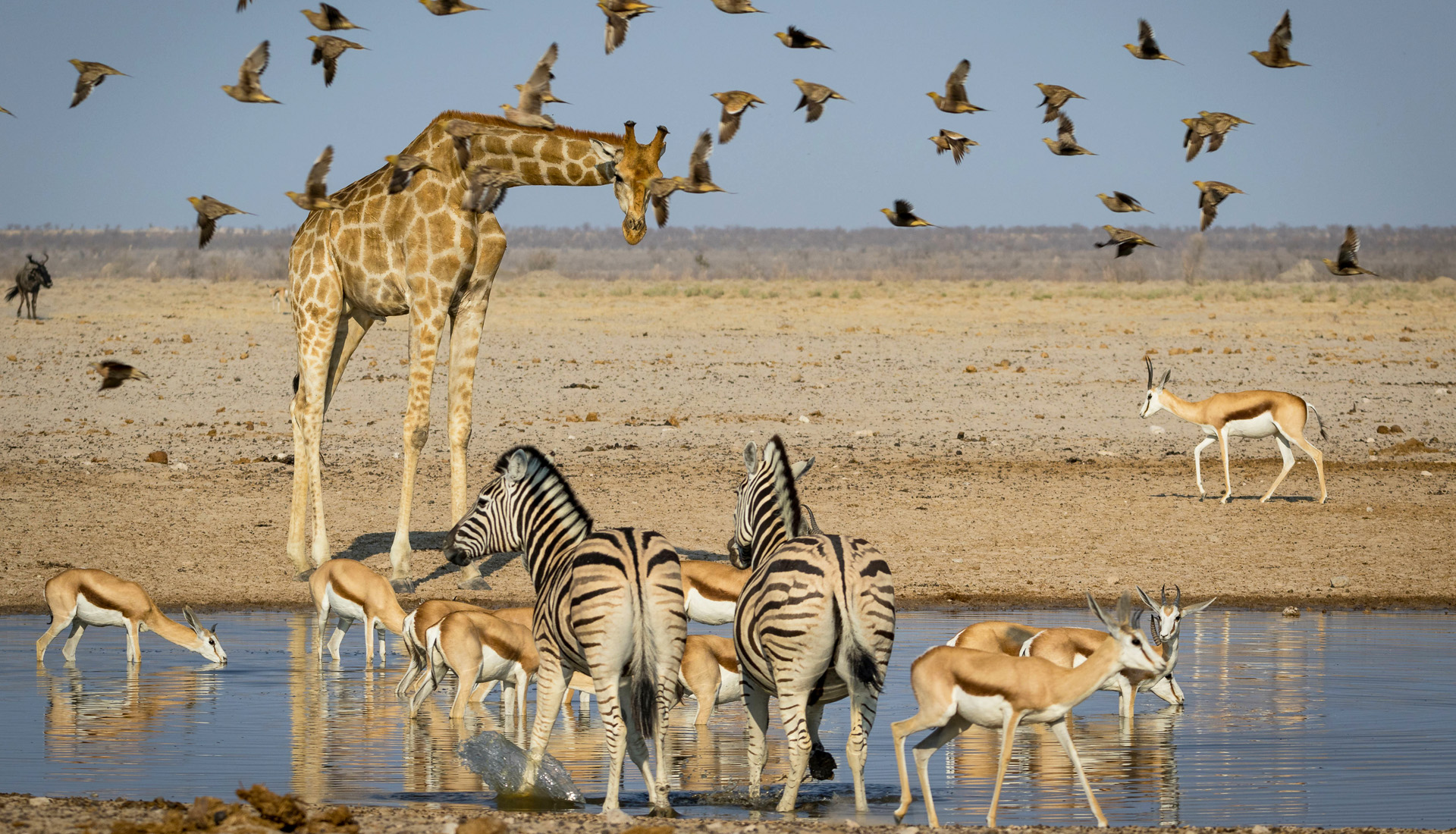 A gathering of african animals at a waterhole