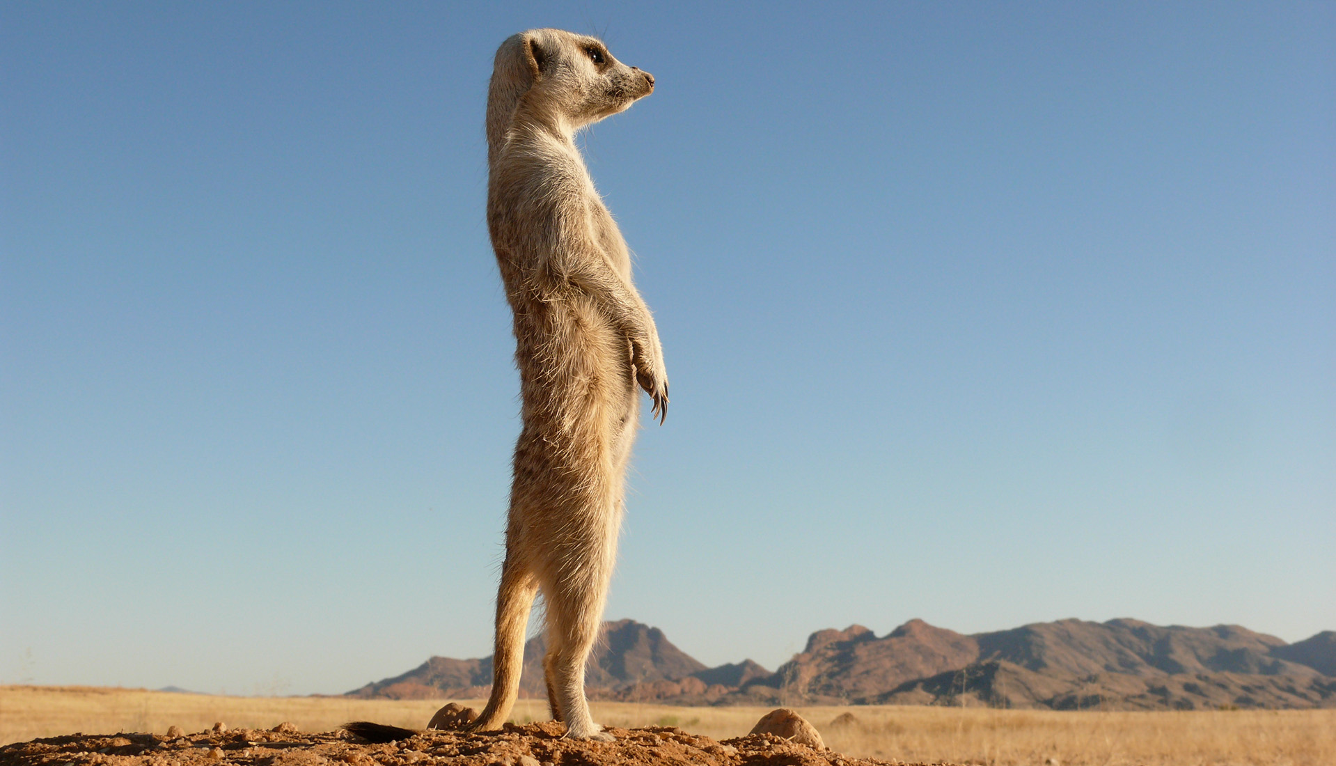 meerkat