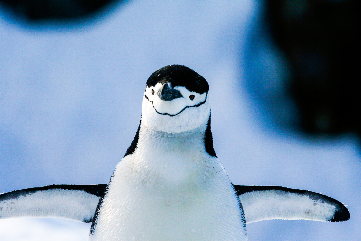 Chinstrap Penguin (Pygoscelis antarcticus) on the Antarctic peninsula in Antarctica