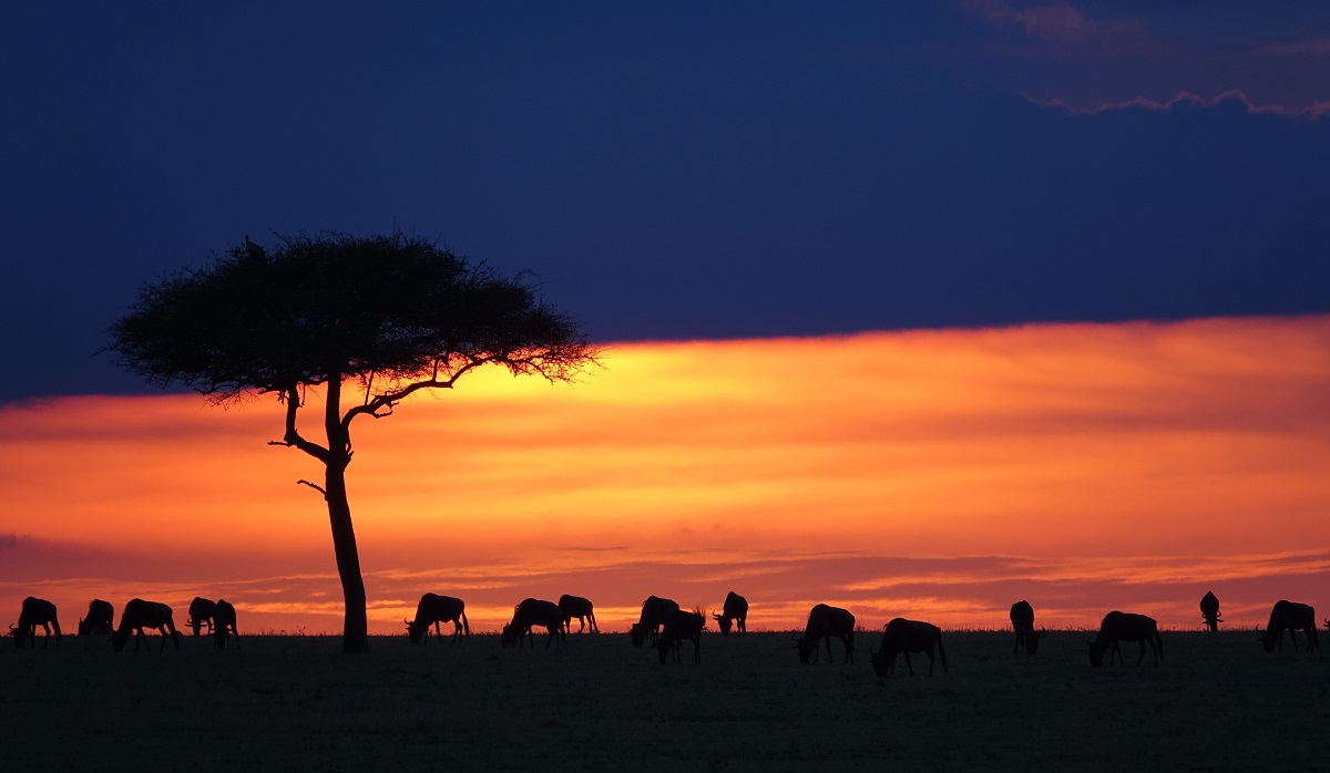 Wildebeest graze at sunset in the Serengeti, Tanzania. 