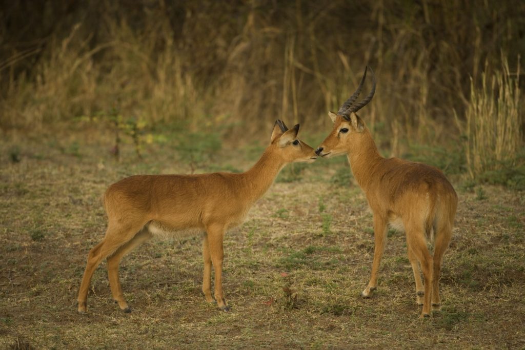 Only male pukus possess short, slightly curved horns. © Martin Harvey/WWF-Canon