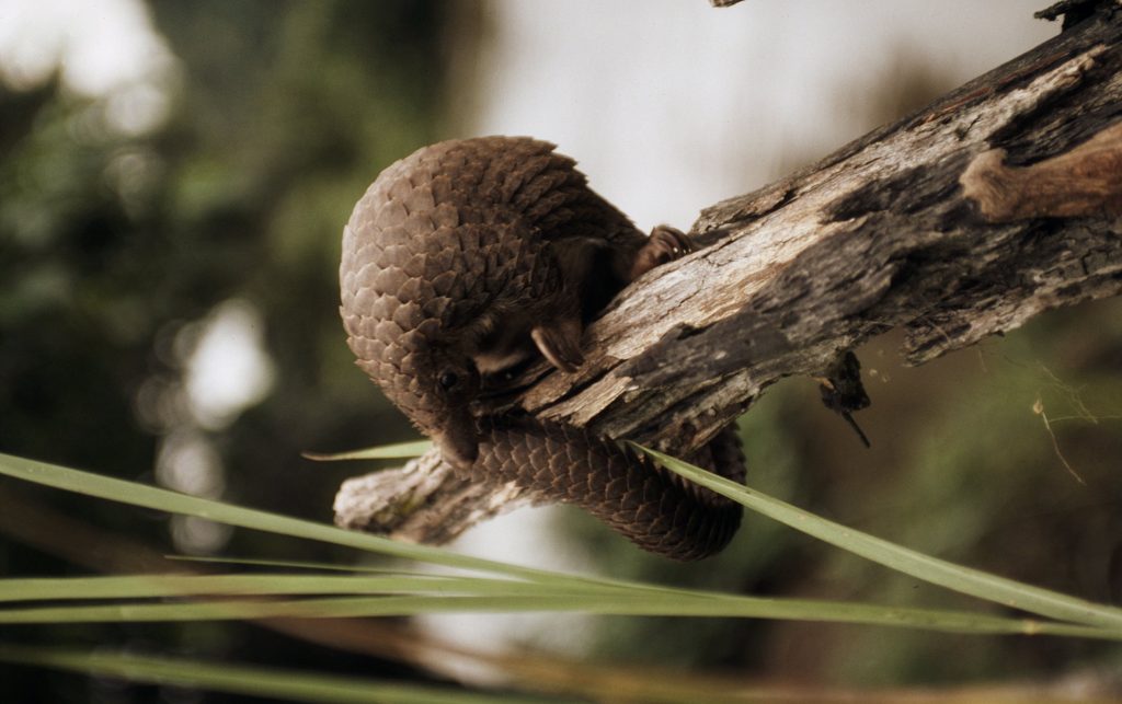 The name pangolin comes from the Malay word "pengguling," roughly meaning "something that rolls up." © John E. Newby/WWF-Canon