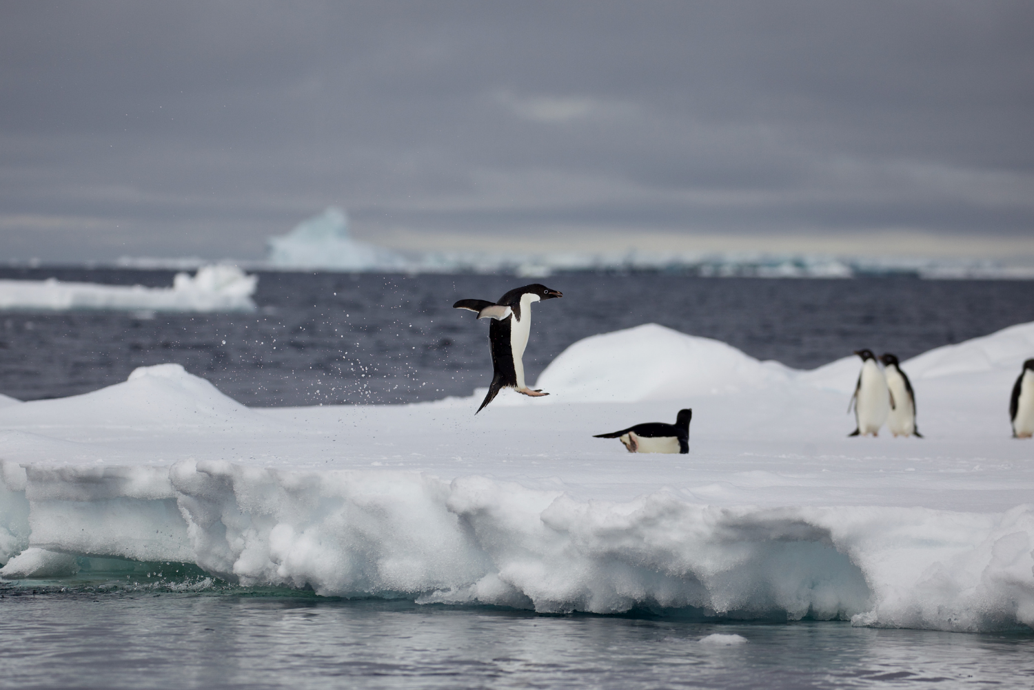 Adelie penguin (Pygoscelis adeliae) jumping up, Antarctic Peninsula, January 2018.