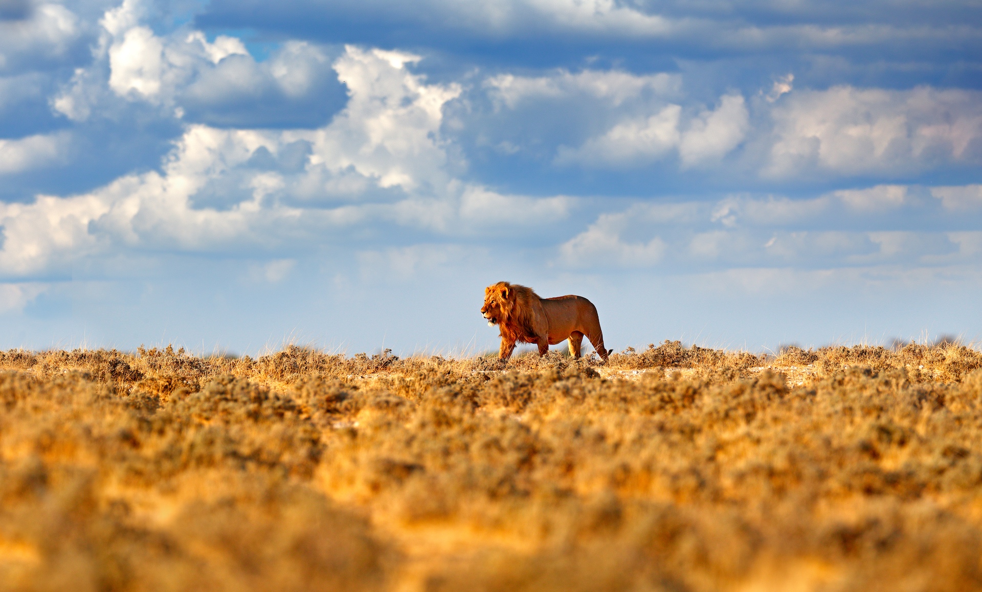 Male African lion in Namibia