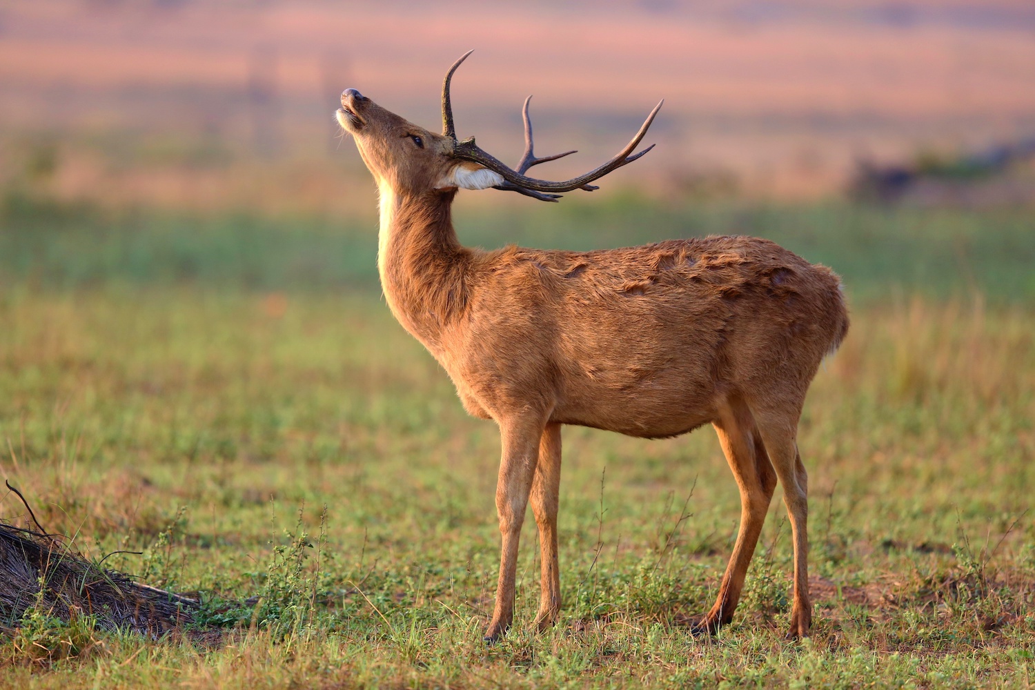 Barasingha deer in the nature habitat in India. Beautiful and big deers in the dark forest. Indian wildlife and very rare animals. Barasinga deers.