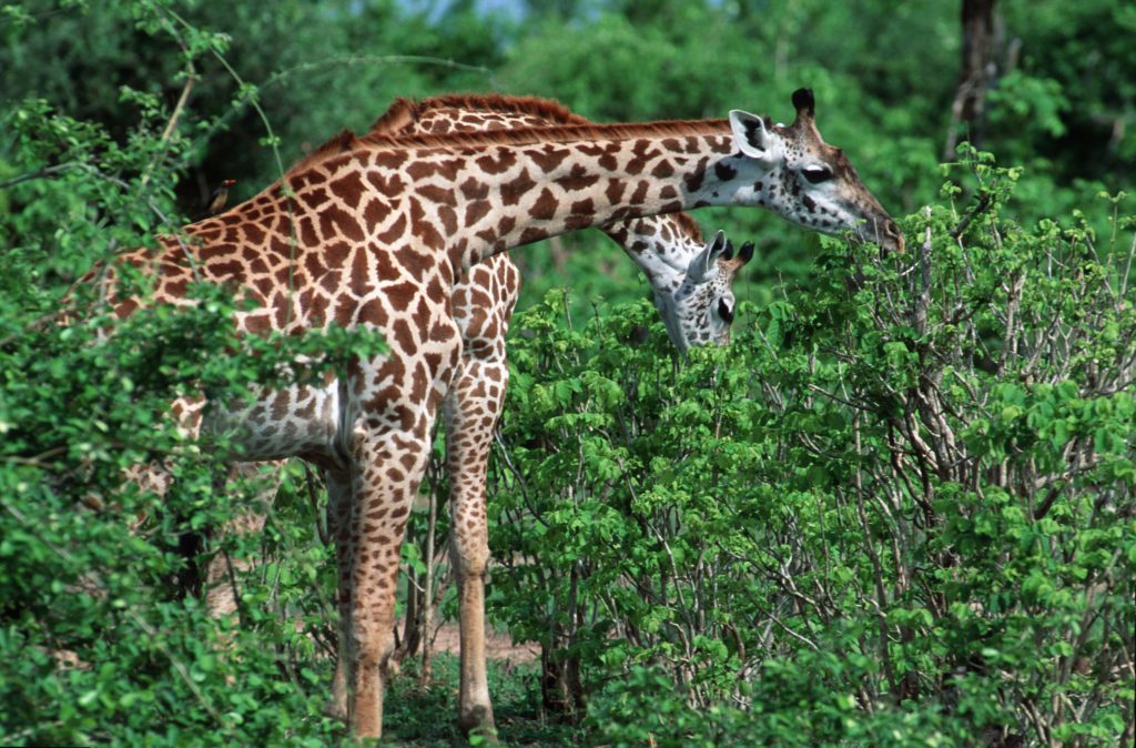 The Thornicroft's giraffe has dark, large leaf-shaped spots traveling down its cream-colored legs. © Roger Leguen/WWF-Canon