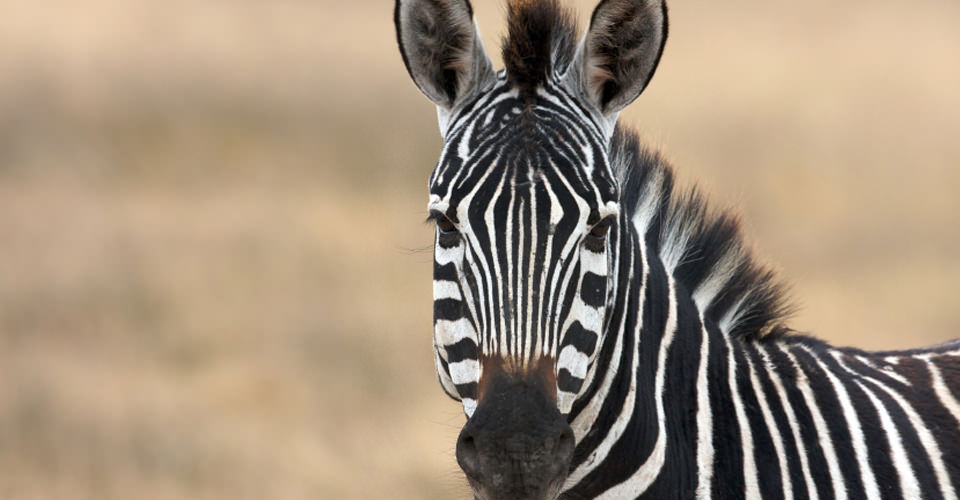 Crawshay's zebras have narrower stripes without the brown shadow stripes typical in other subspecies.