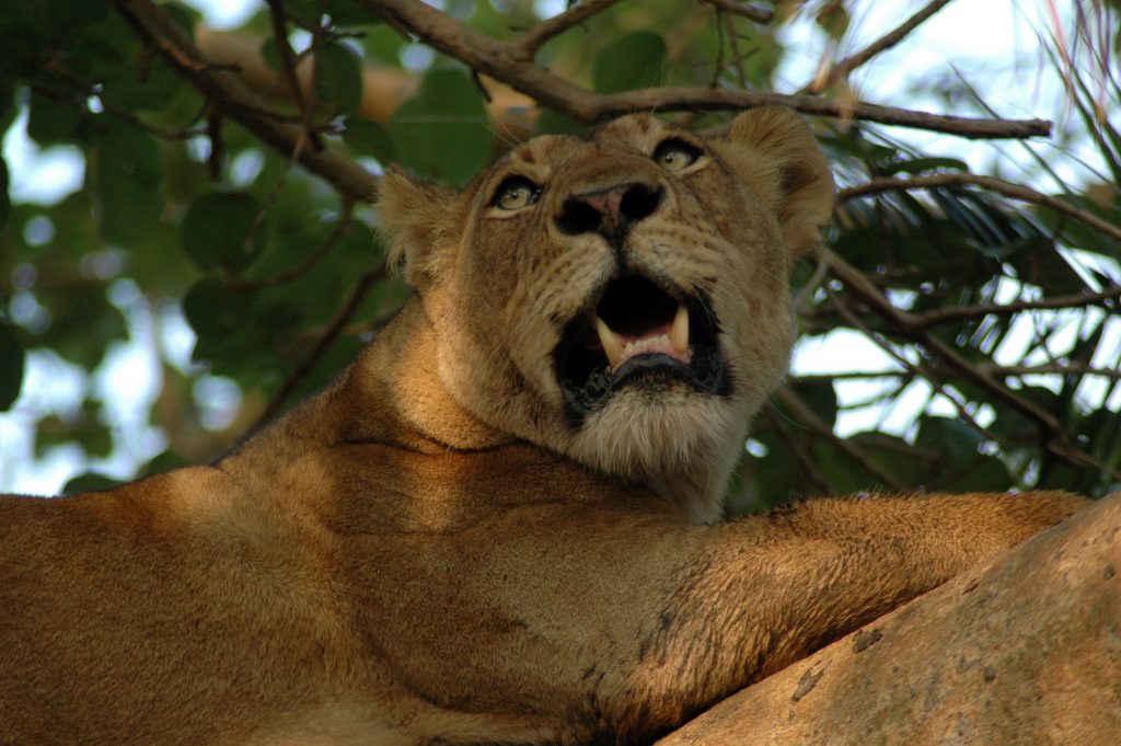 Wildlife experts hypothesize lions climb trees to avoid biting insects in the grasses below. © Mark Hickey