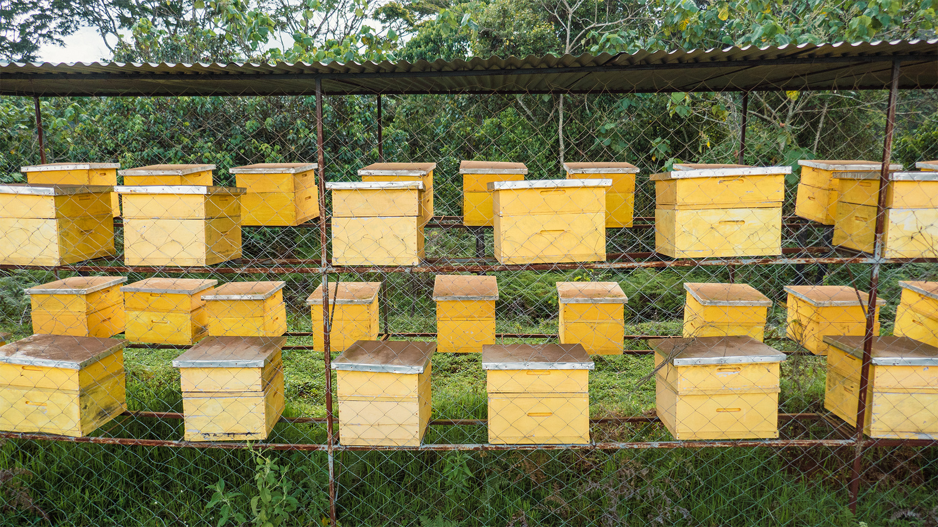bee fences kenya