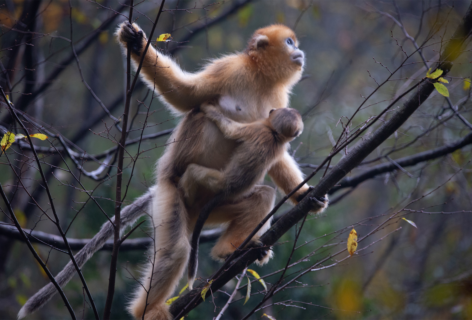 snub nose monkeys mom and baby china