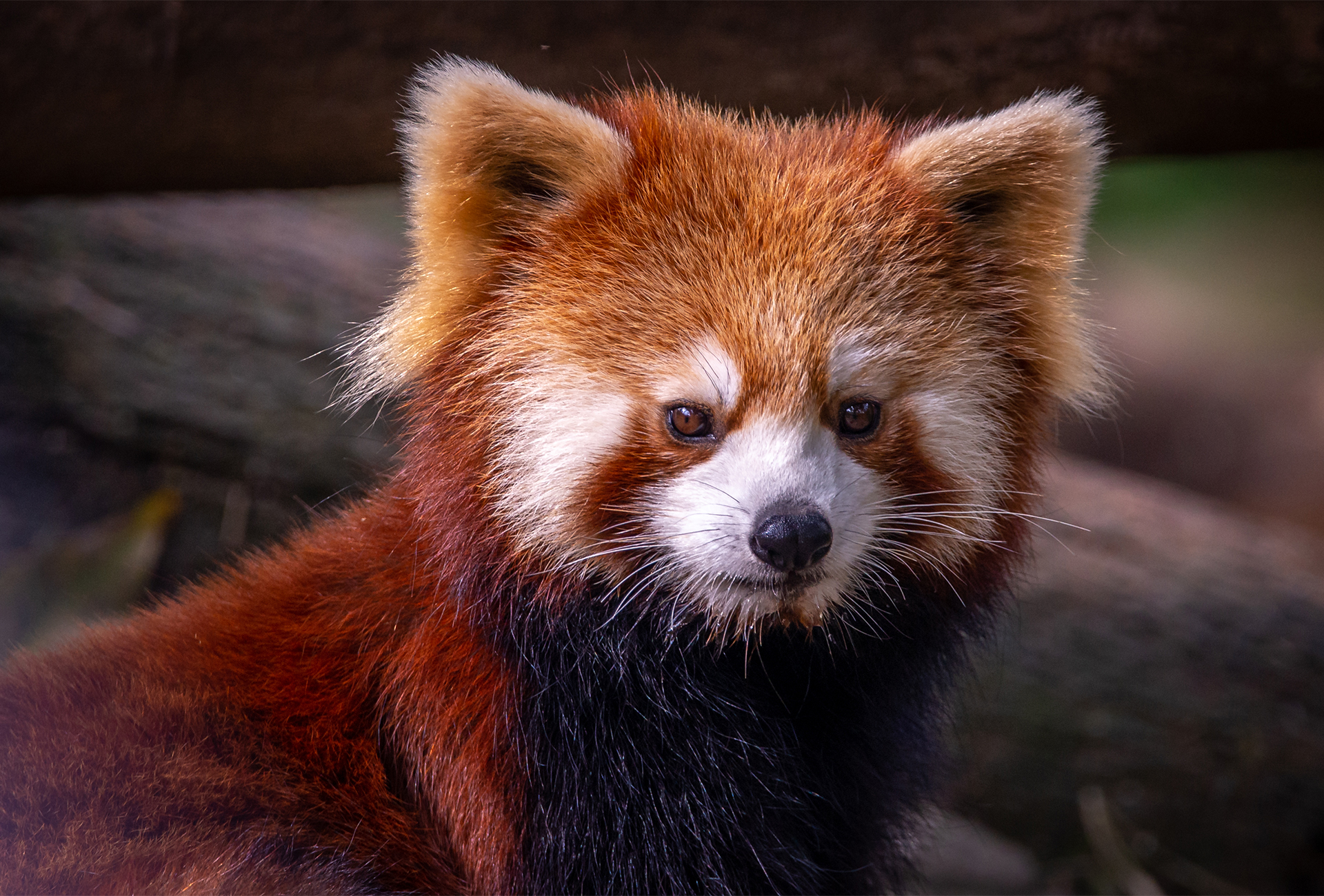red panda china