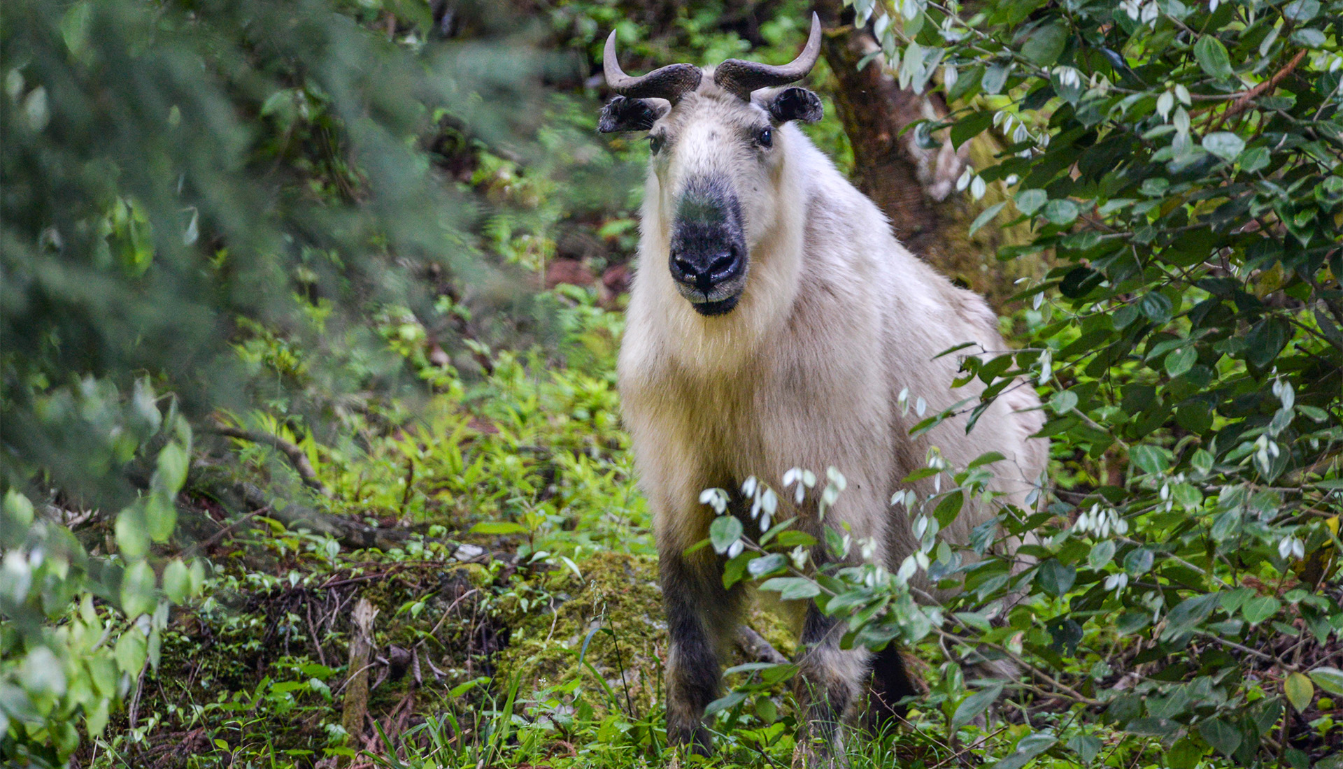 Sichuan Takin